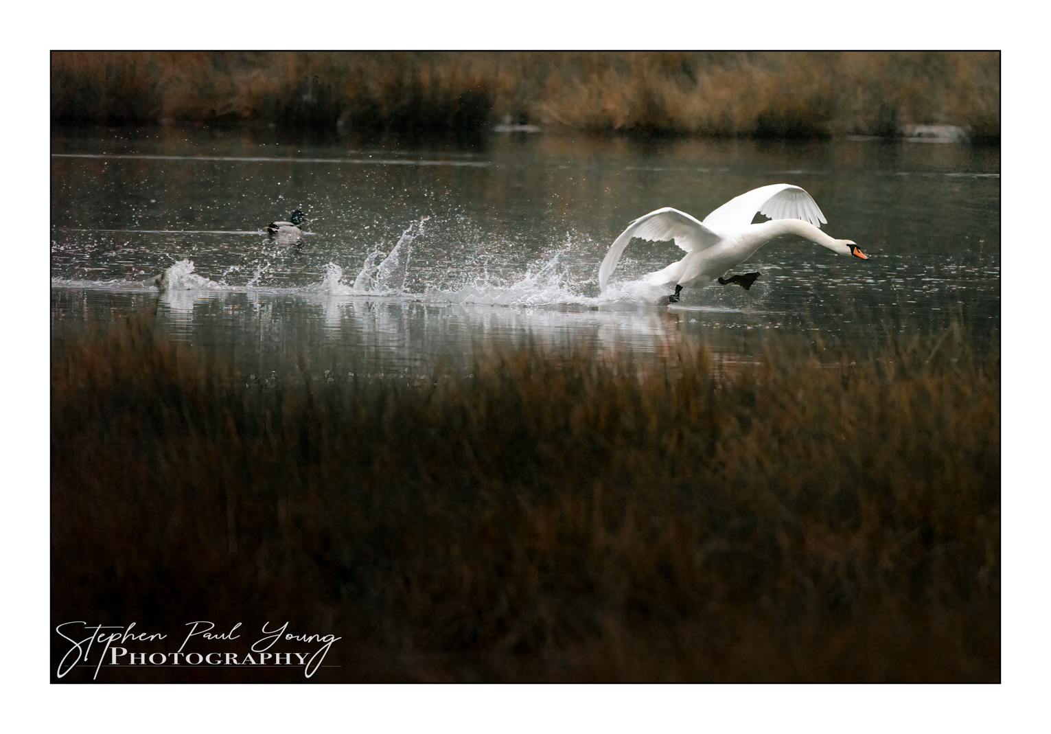 Swan landing on the water./