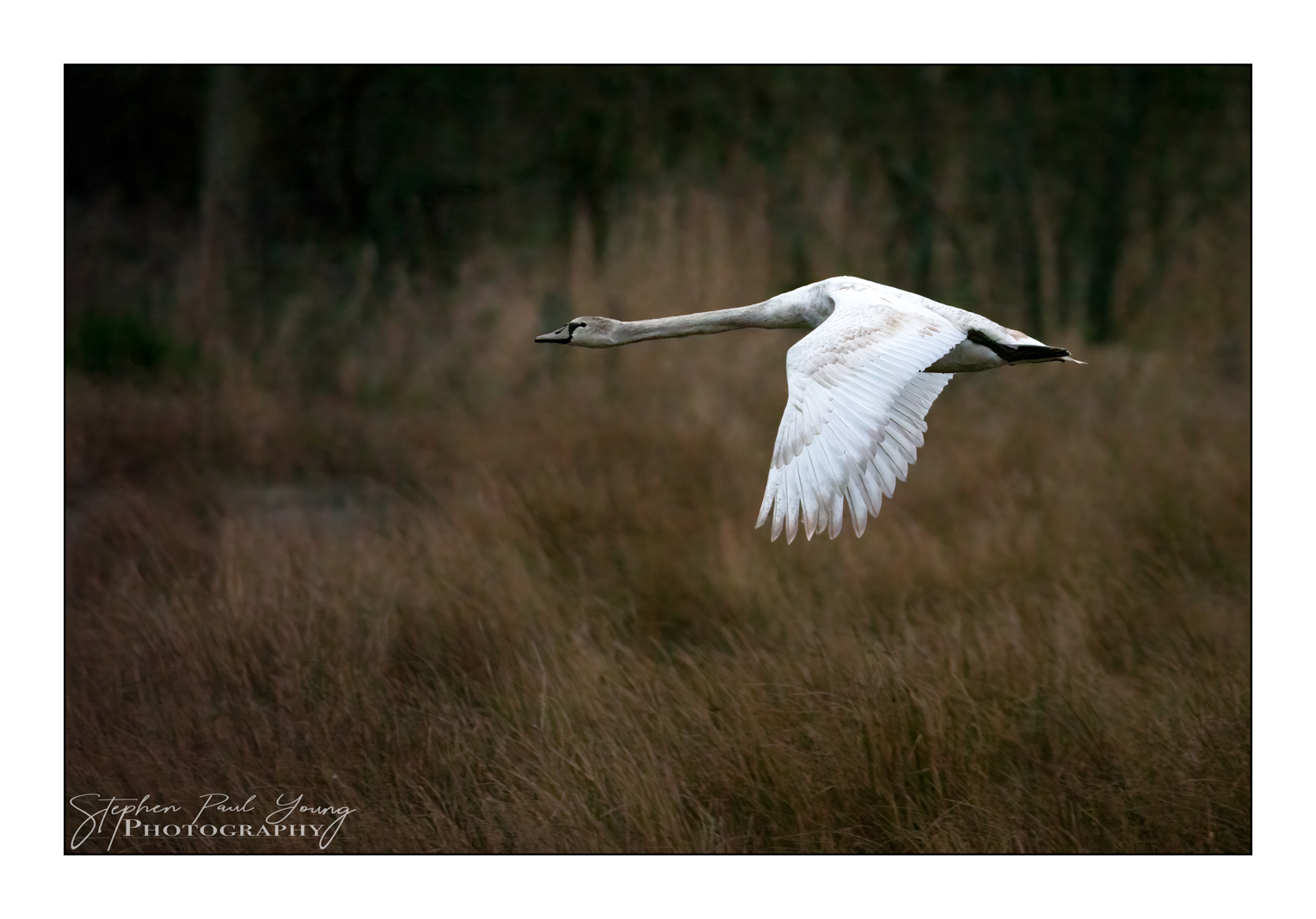 Using a Telephoto Lens to follow the flight path of a Swan.