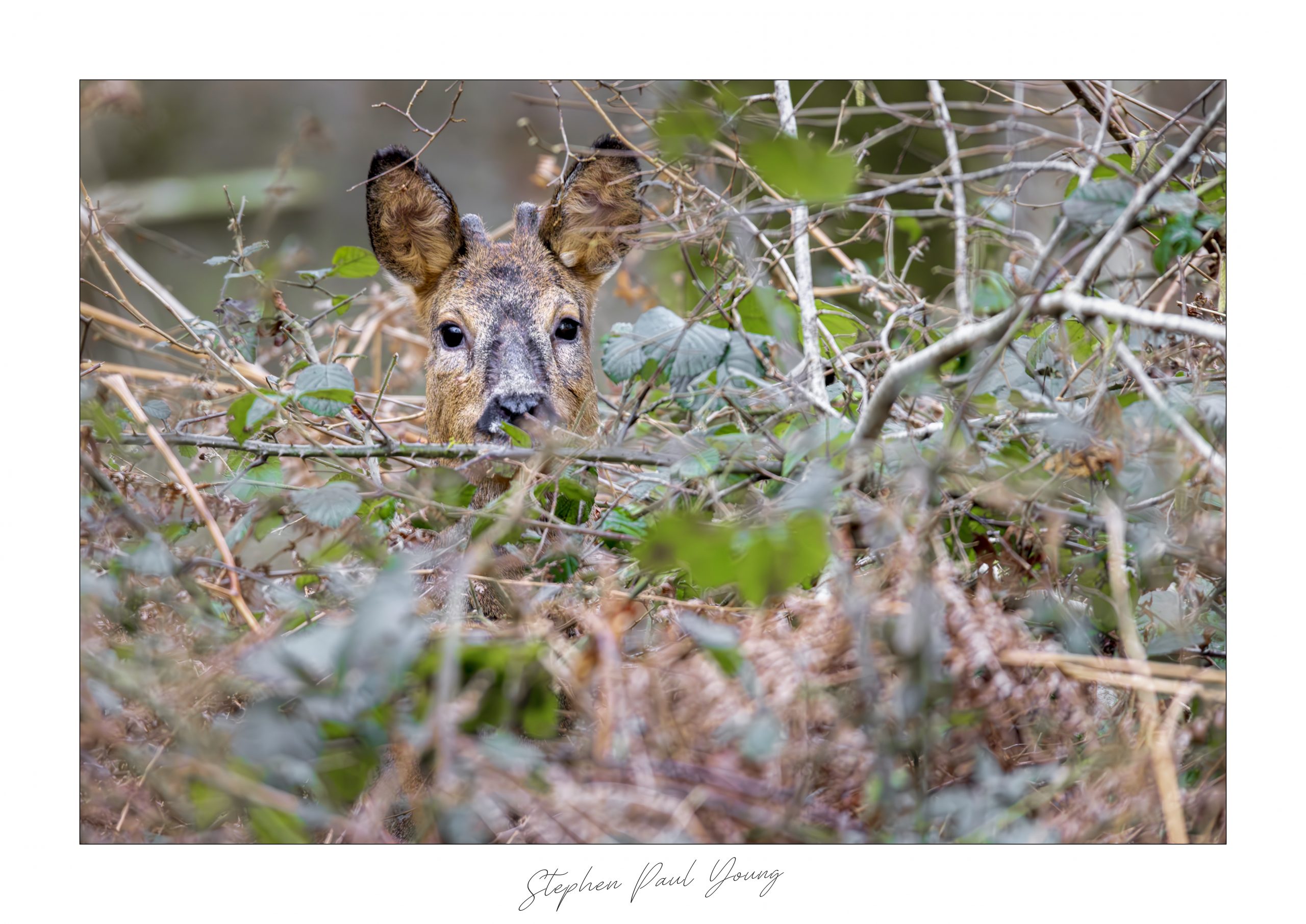 Roe Deer in Brambles