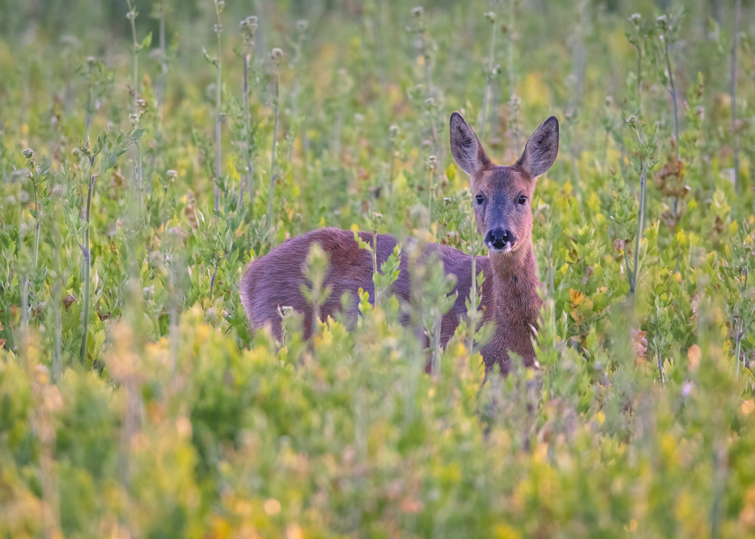 Roe Deer in Fields
