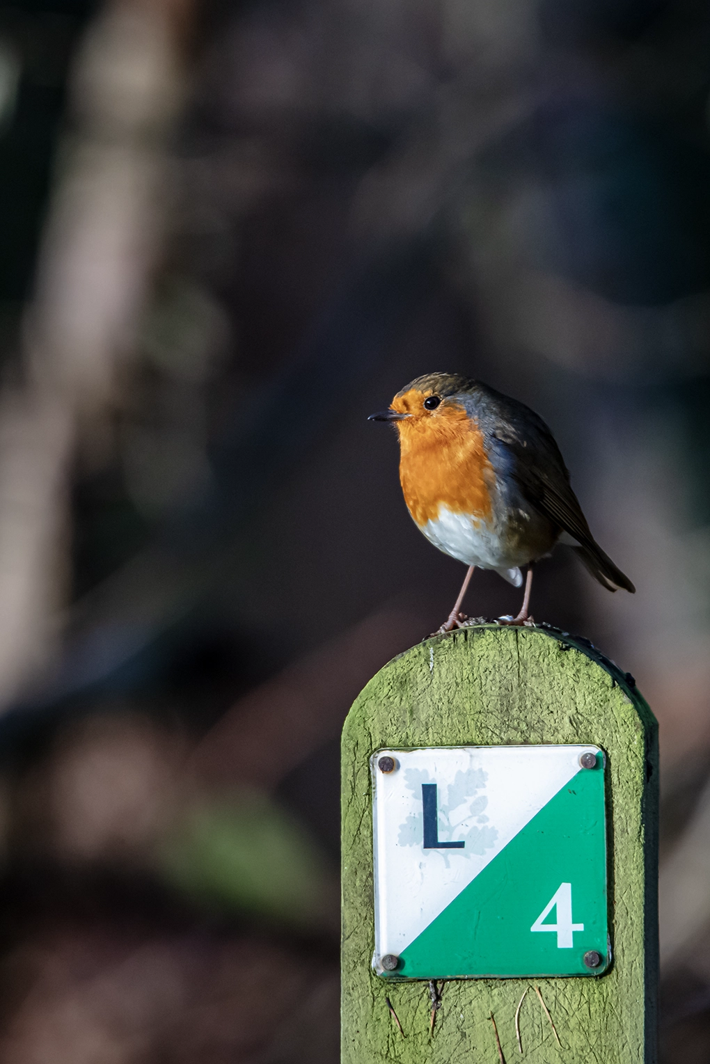 Telephoto lens photography of a Robin, a Red breasted little;e bird. The Robin is stood upon a post as if posing for the camera.