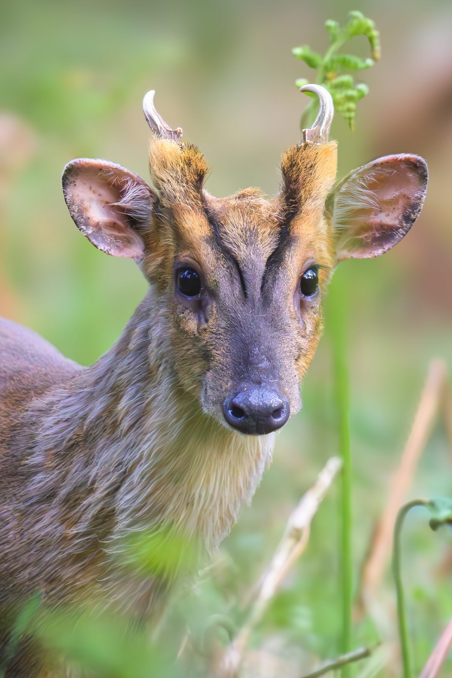 Sigma 150-600mm Sport Lens Review: A Super-Telephoto Powerhouse for Wildlife and Sports Photography 2 Rope deer up close, photographed using the canon fit Sigma 150-600mm Sport lens