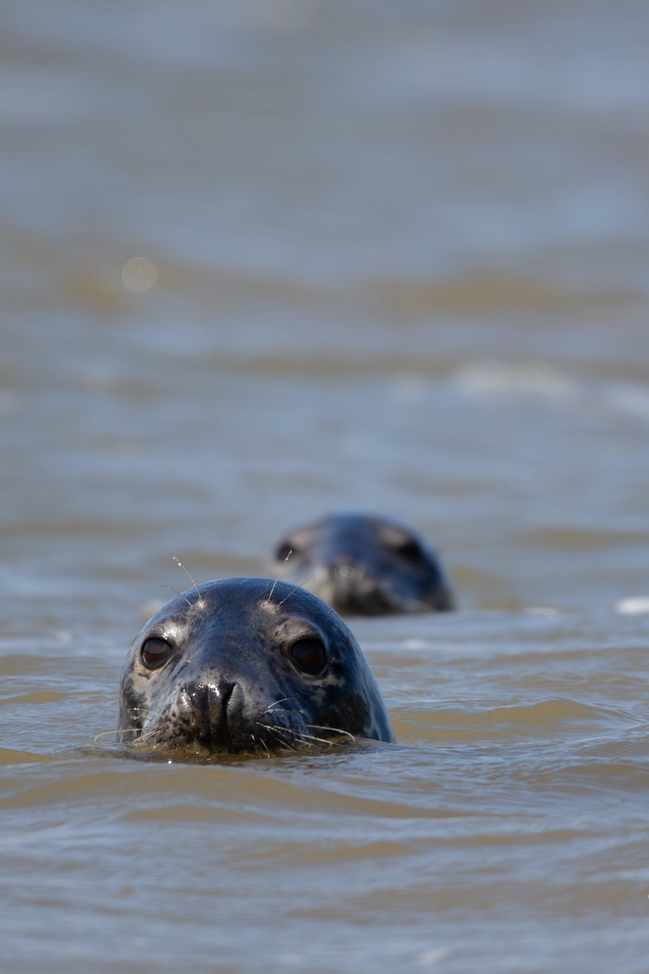 photographing seals