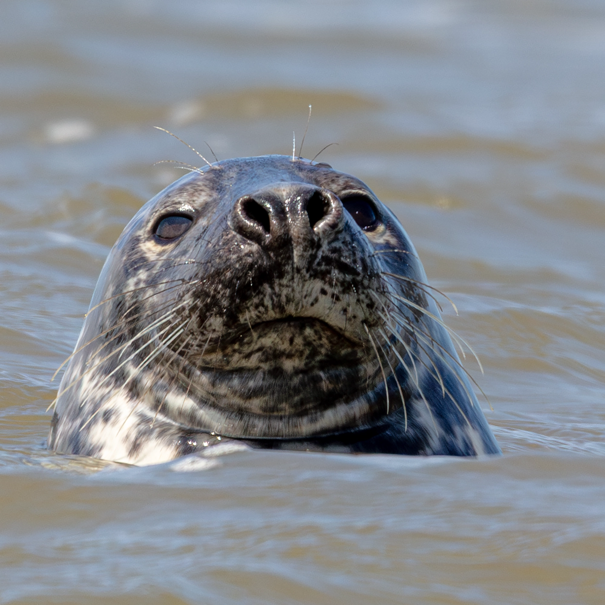photographing seals,Seal photography,canon 5ds r,common seal photos,harbour seal pictures
