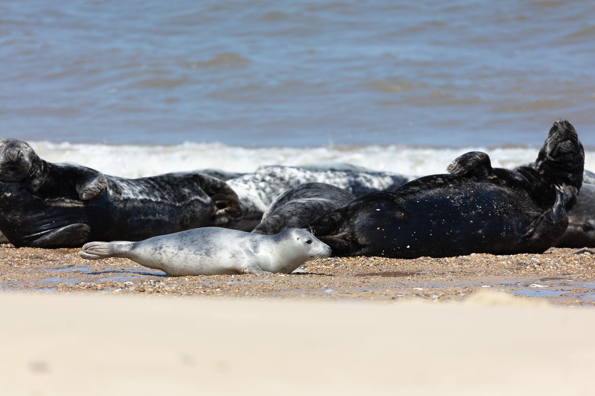 photographing seals,Seal photography,canon 5ds r,common seal photos,harbour seal pictures