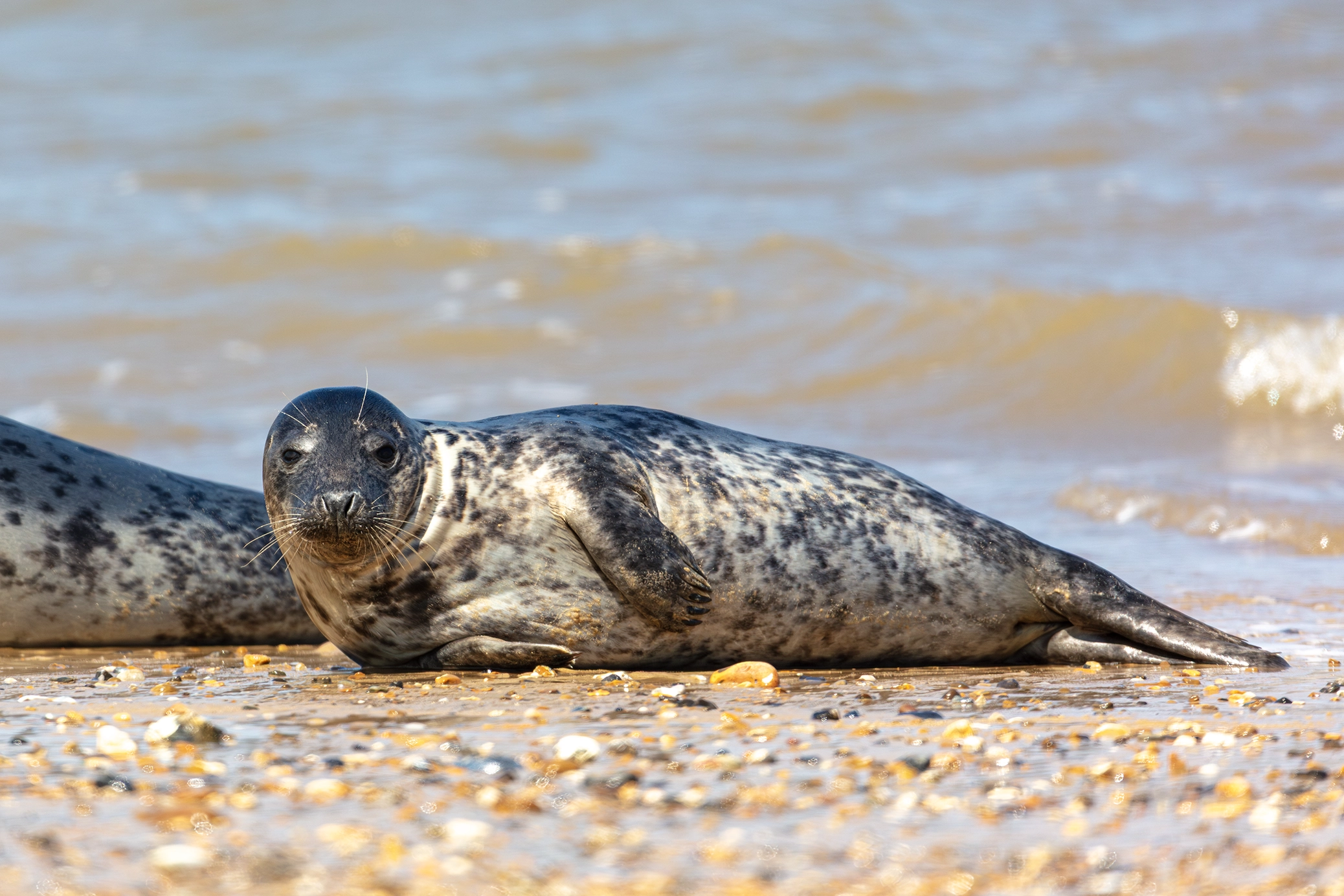 photographing seals,Seal photography,canon 5ds r,common seal photos,harbour seal pictures