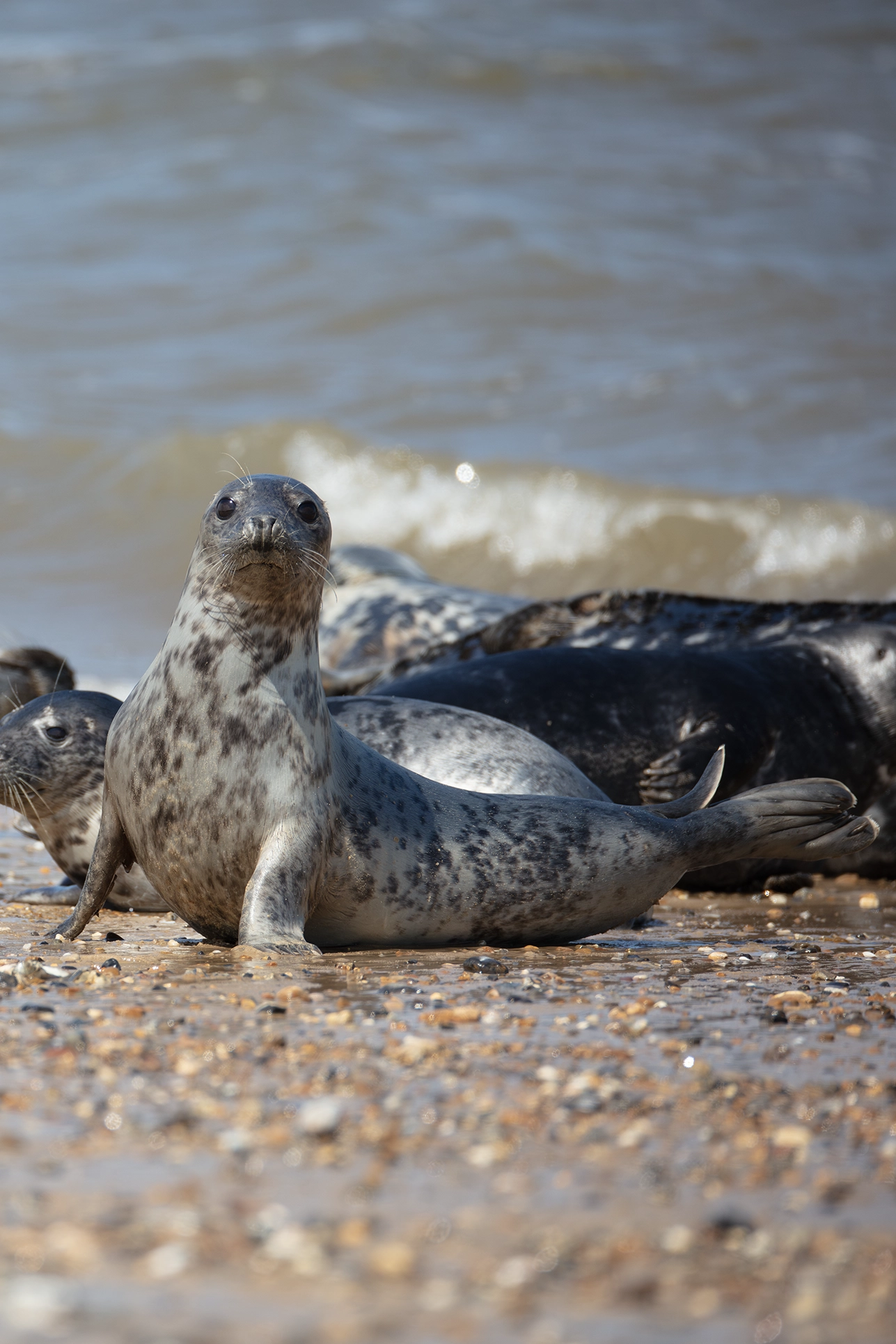 photographing seals,Seal photography,canon 5ds r,common seal photos,harbour seal pictures