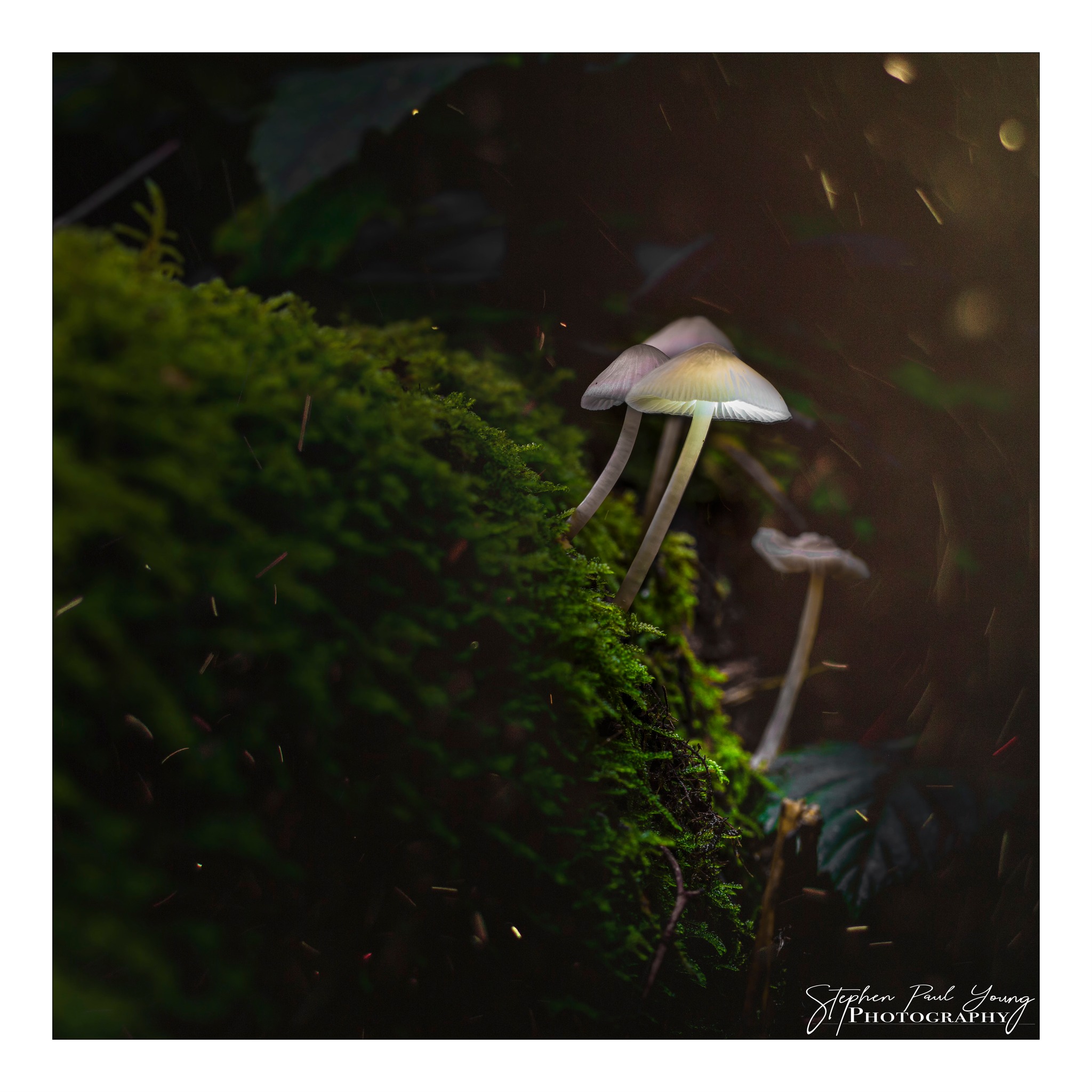 mushroom macro photography