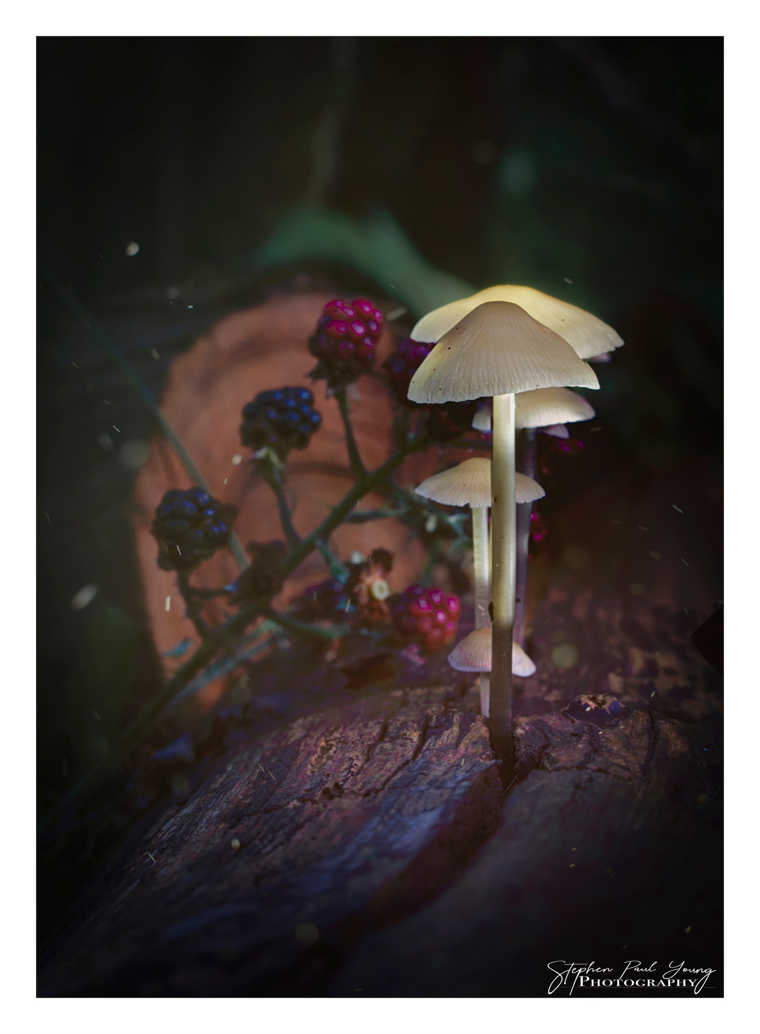 mushroom macro photography