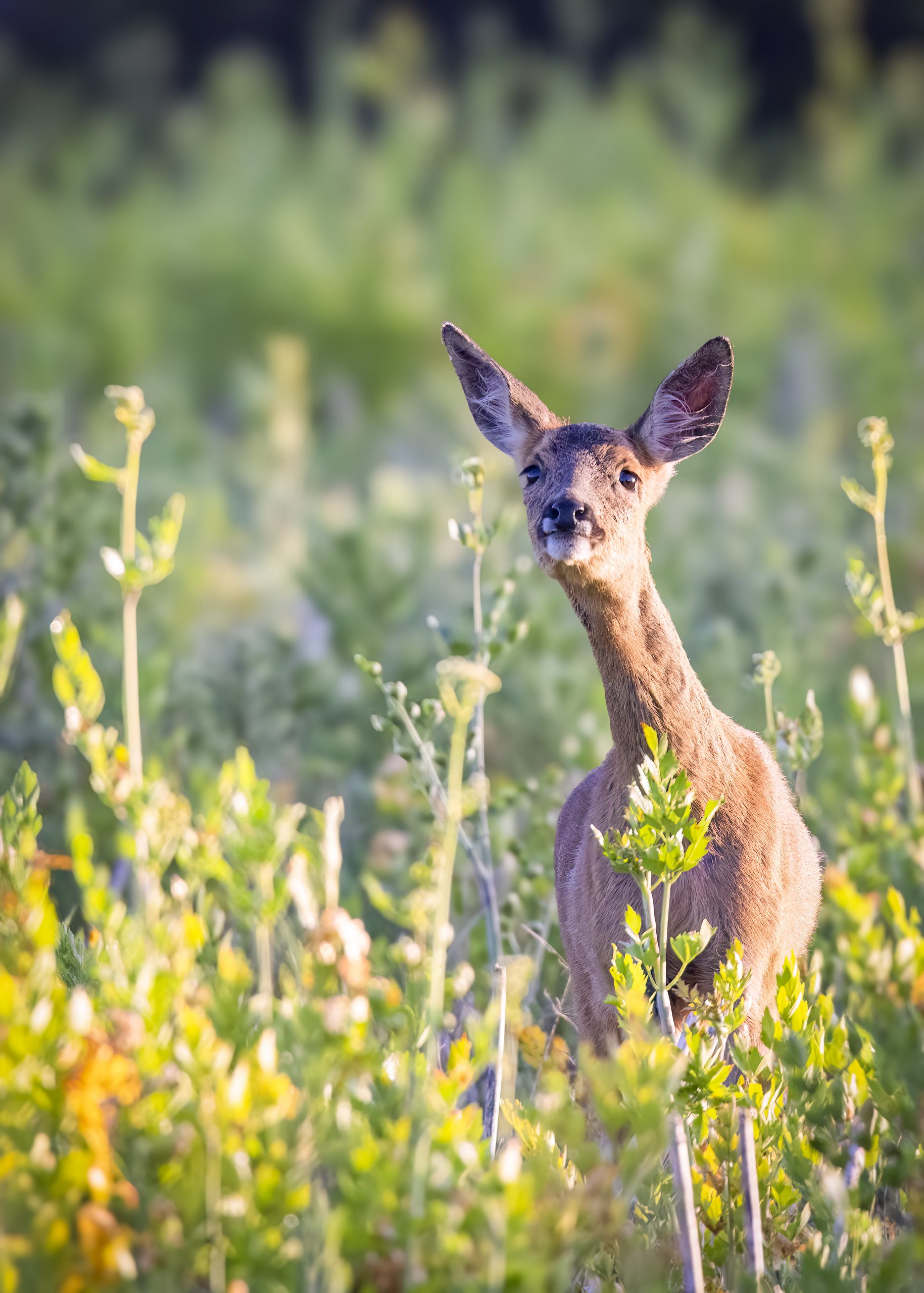 Row Deer in field; taken with the Canon EOS 5DS