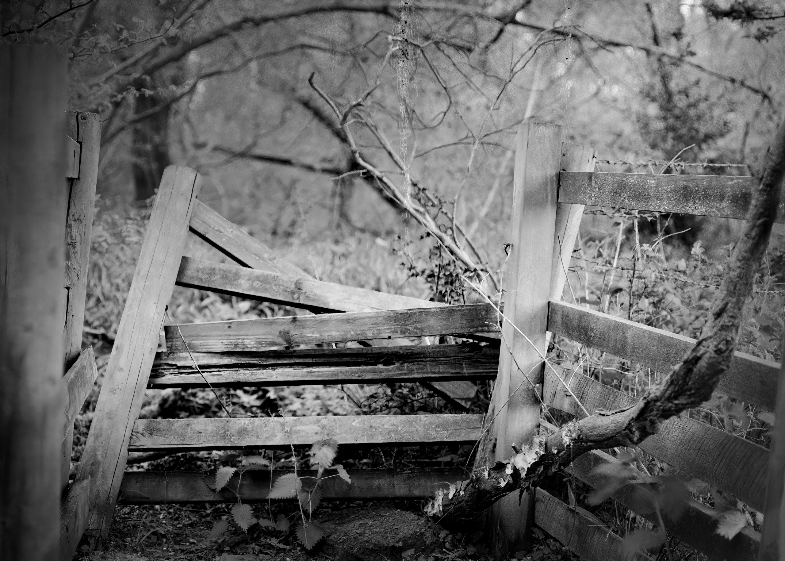 weathered old fencing along the footpaths around the Roman Wall at Calleva, SIlchester.