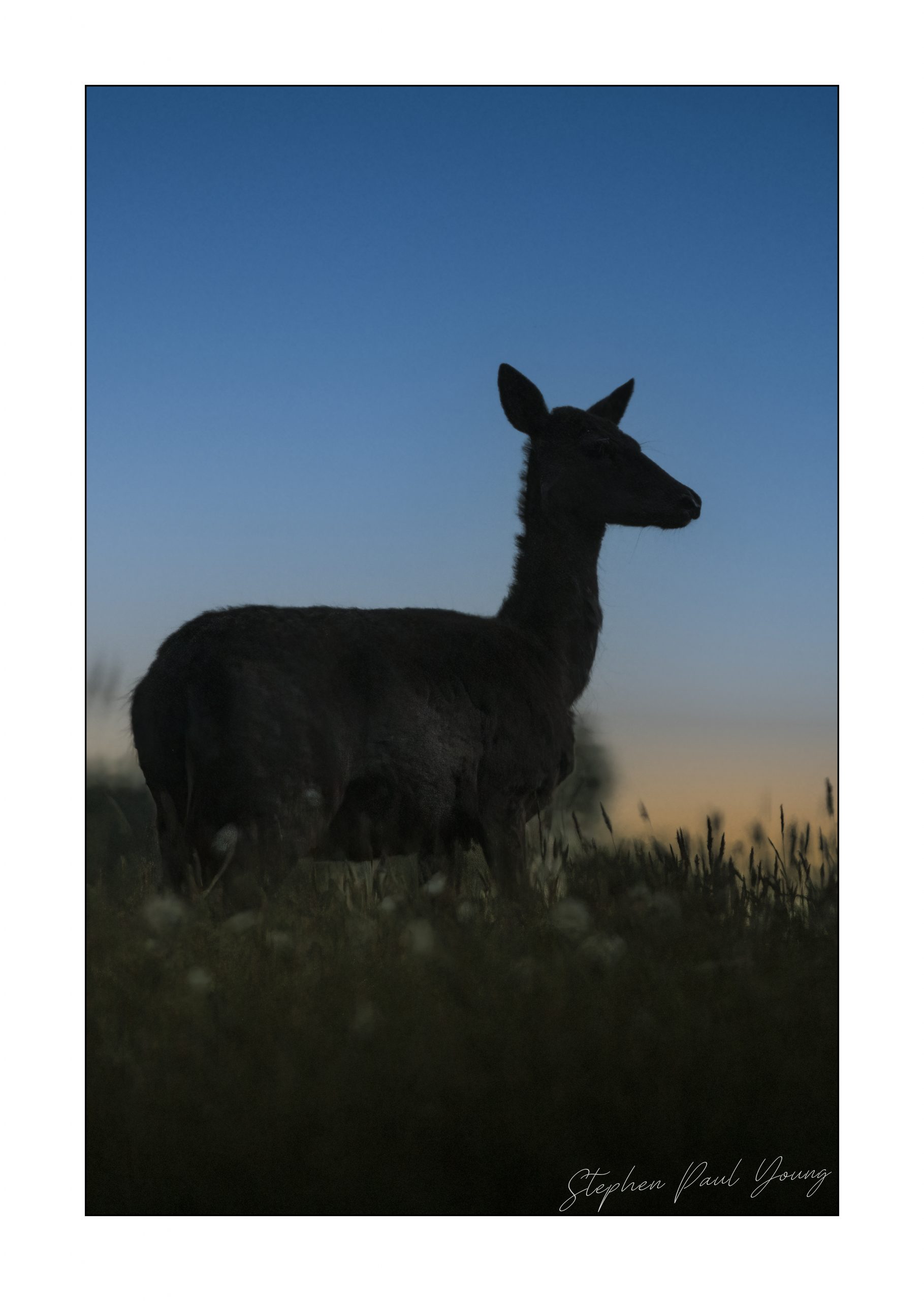Photographing Roe Deer