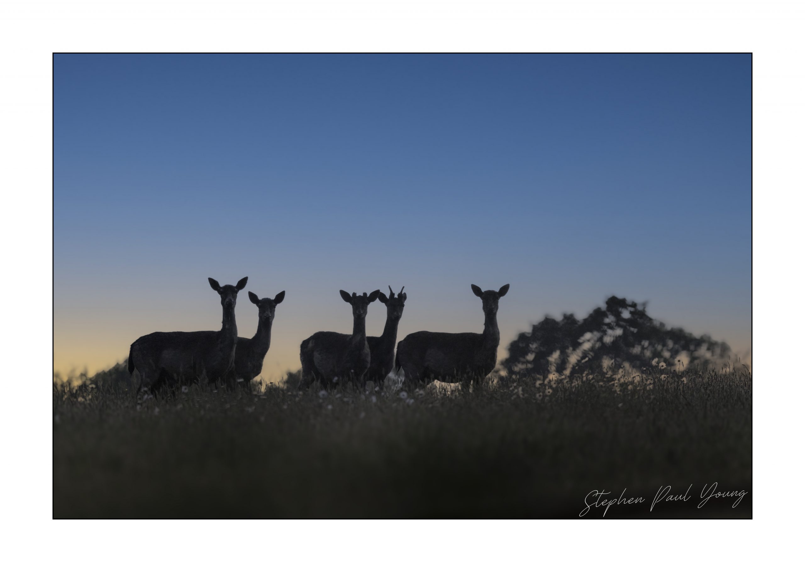 Photographing Roe Deer