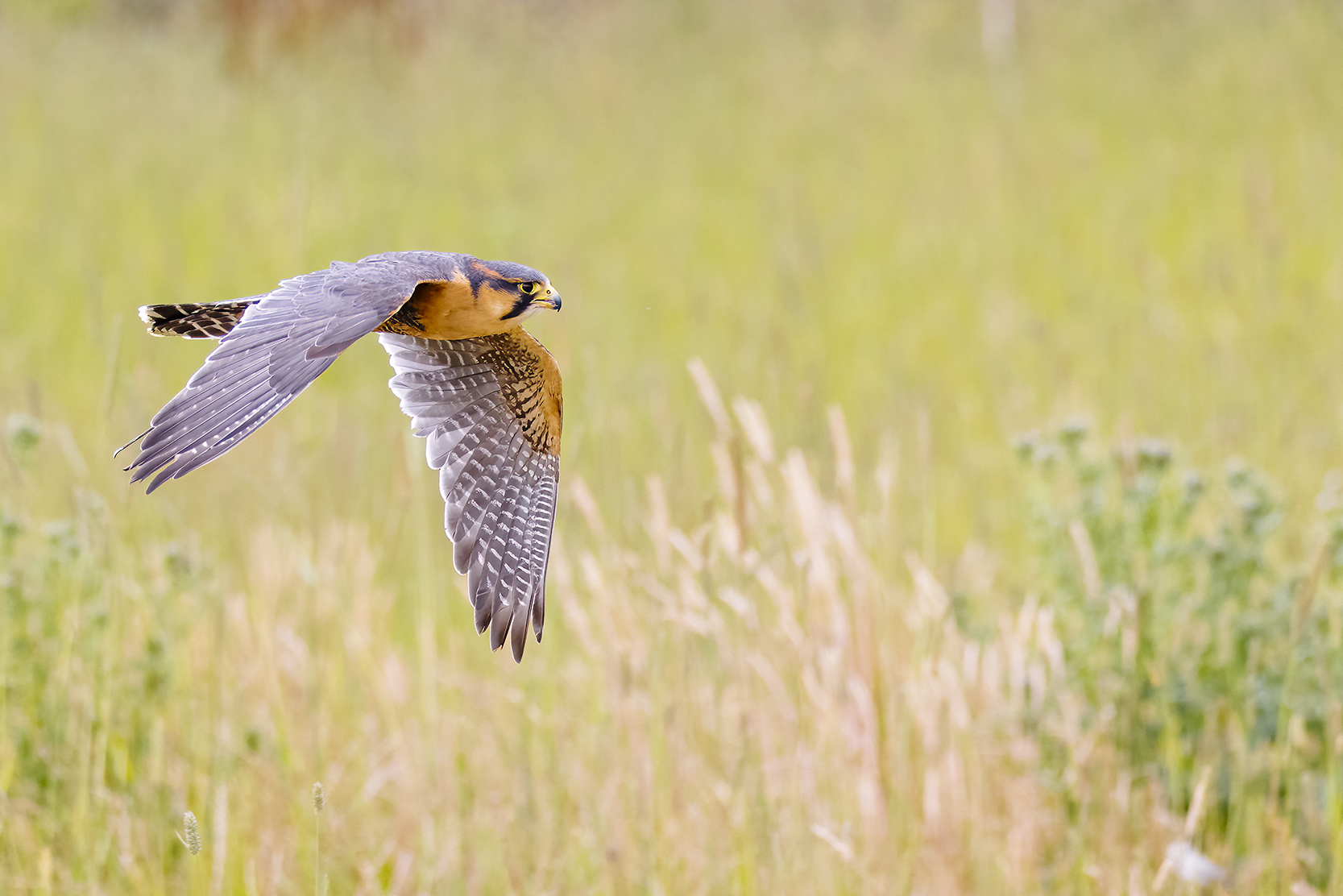 Aplomado Falcon Photography