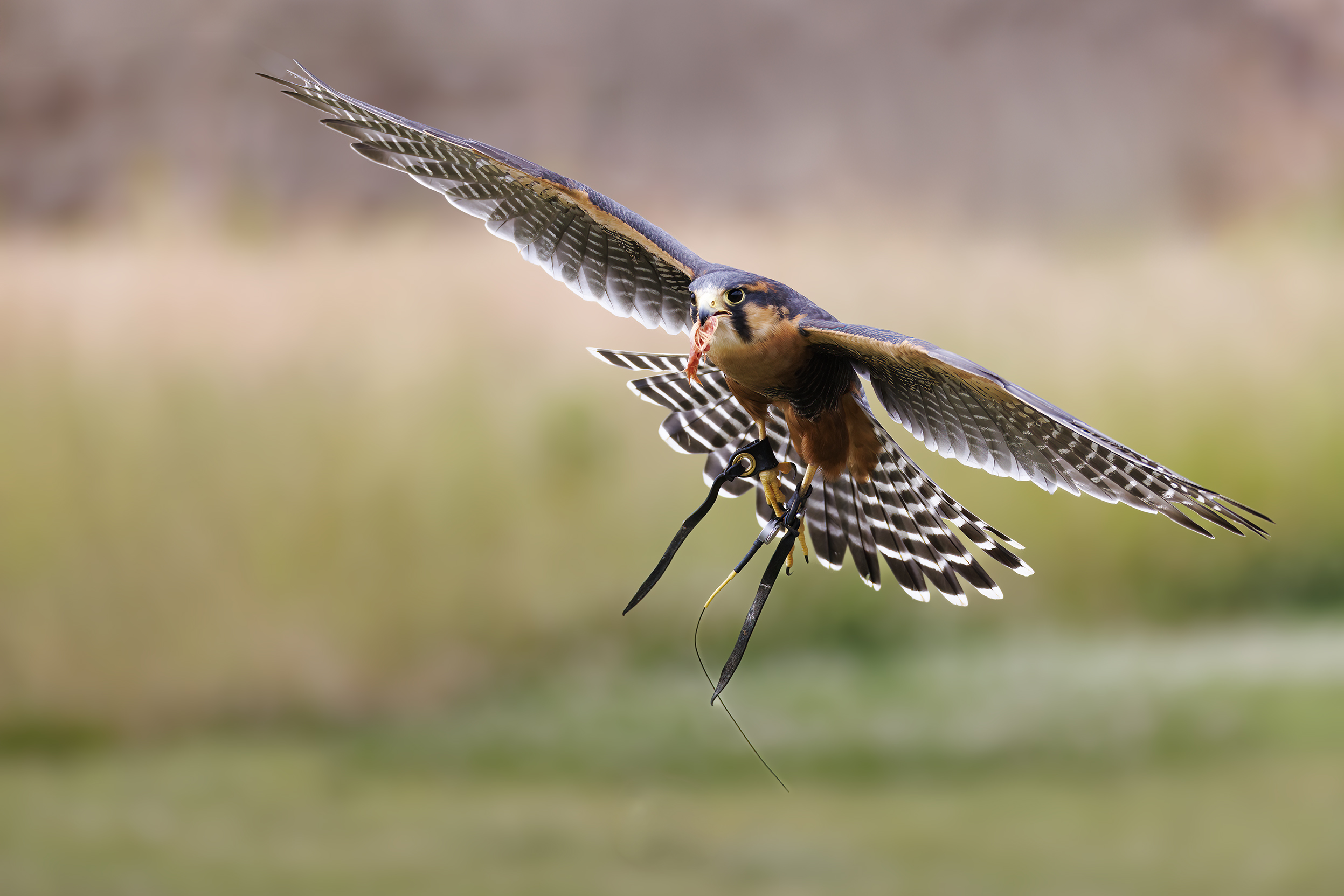 Aplomado Falcon Photography