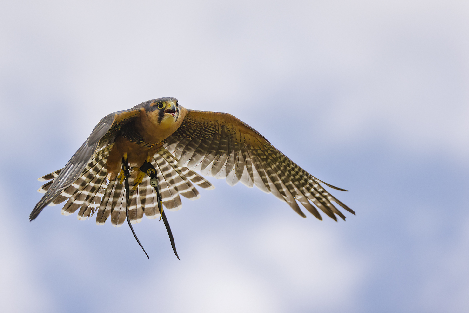 Aplomado Falcon Photography