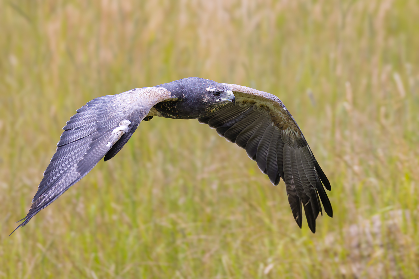 Chilean Blue Buzzard-Eagle Photography
