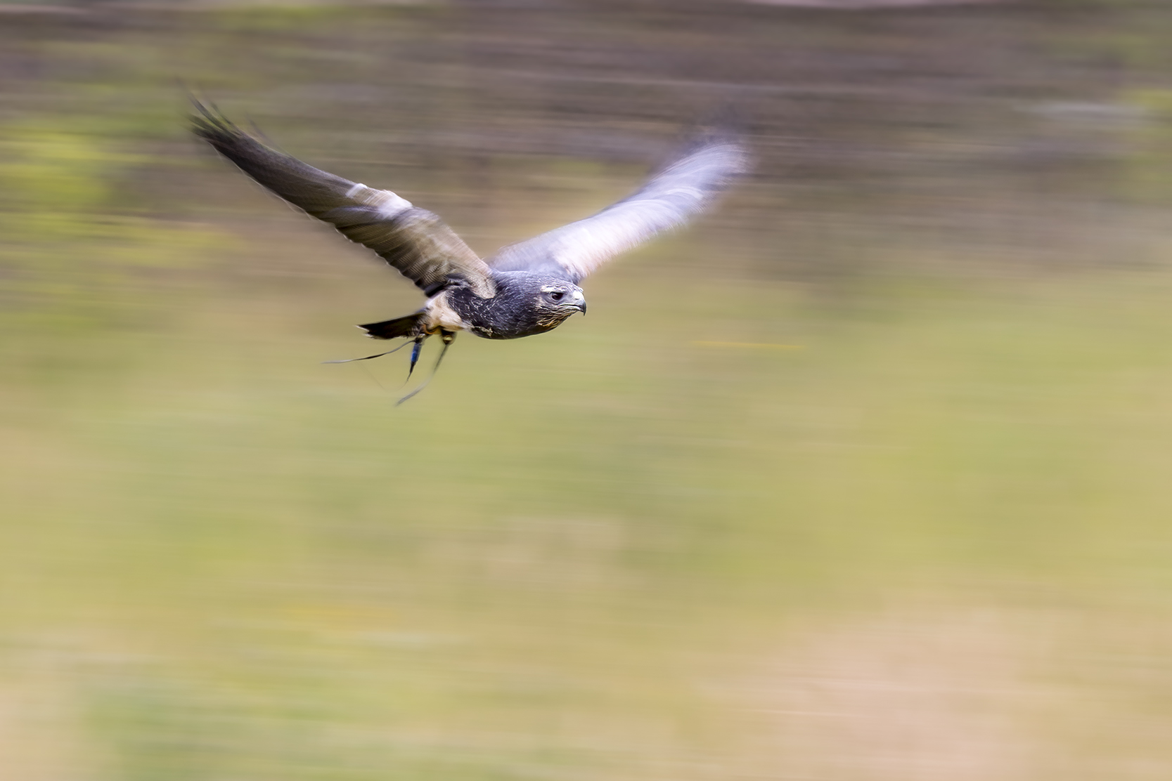 Chilean Blue Buzzard-Eagle Photography
