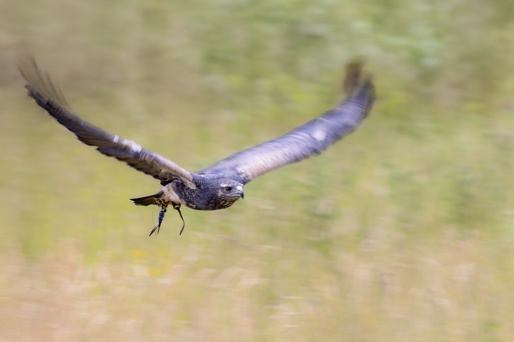 Chilean Blue Buzzard-Eagle Photography