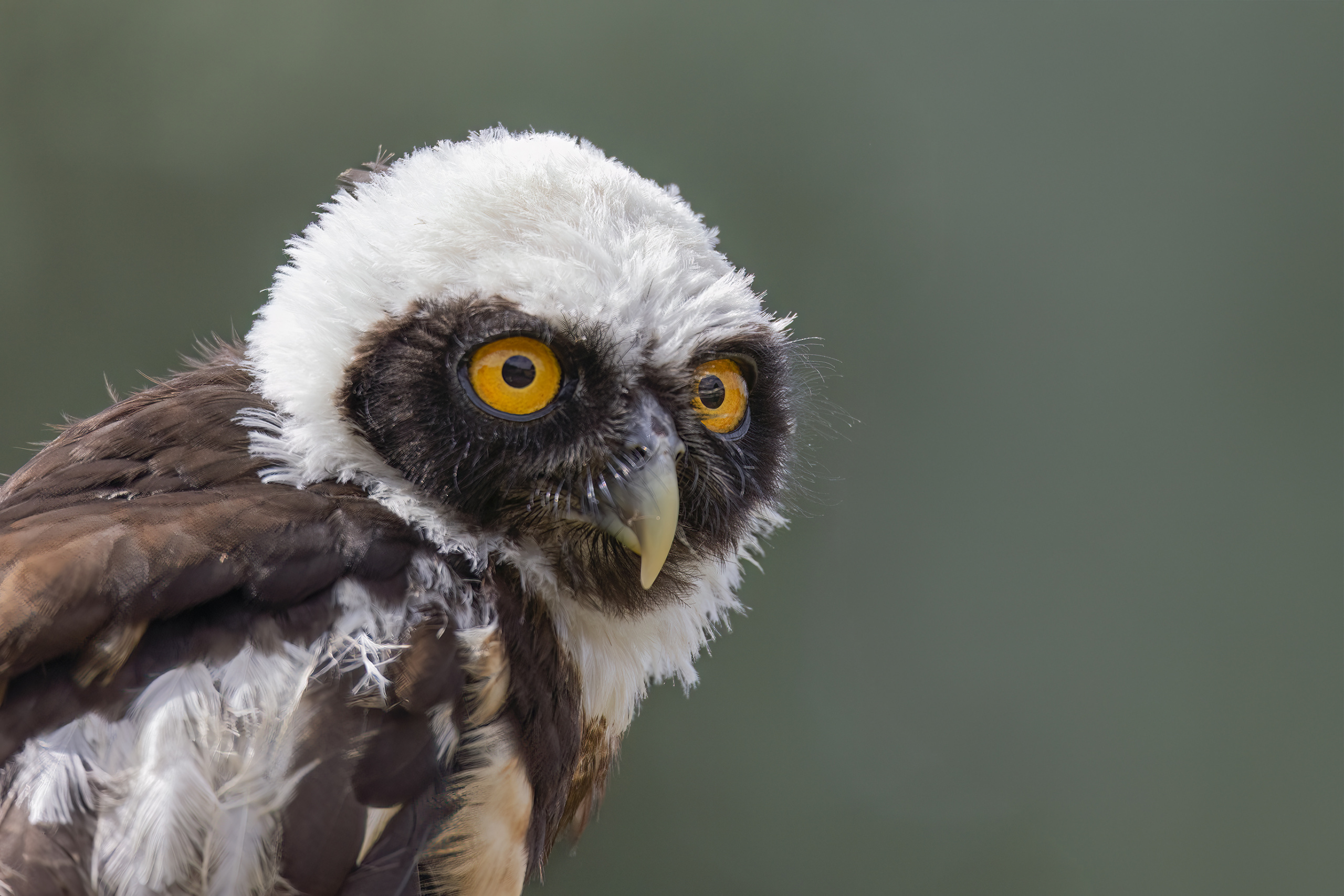 Spectacled Owl Photography