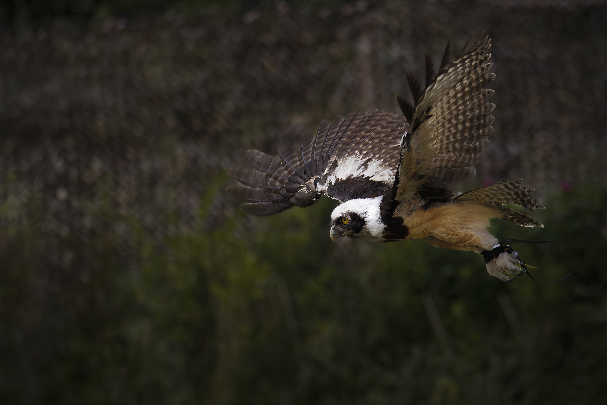 Spectacled Owl Photography