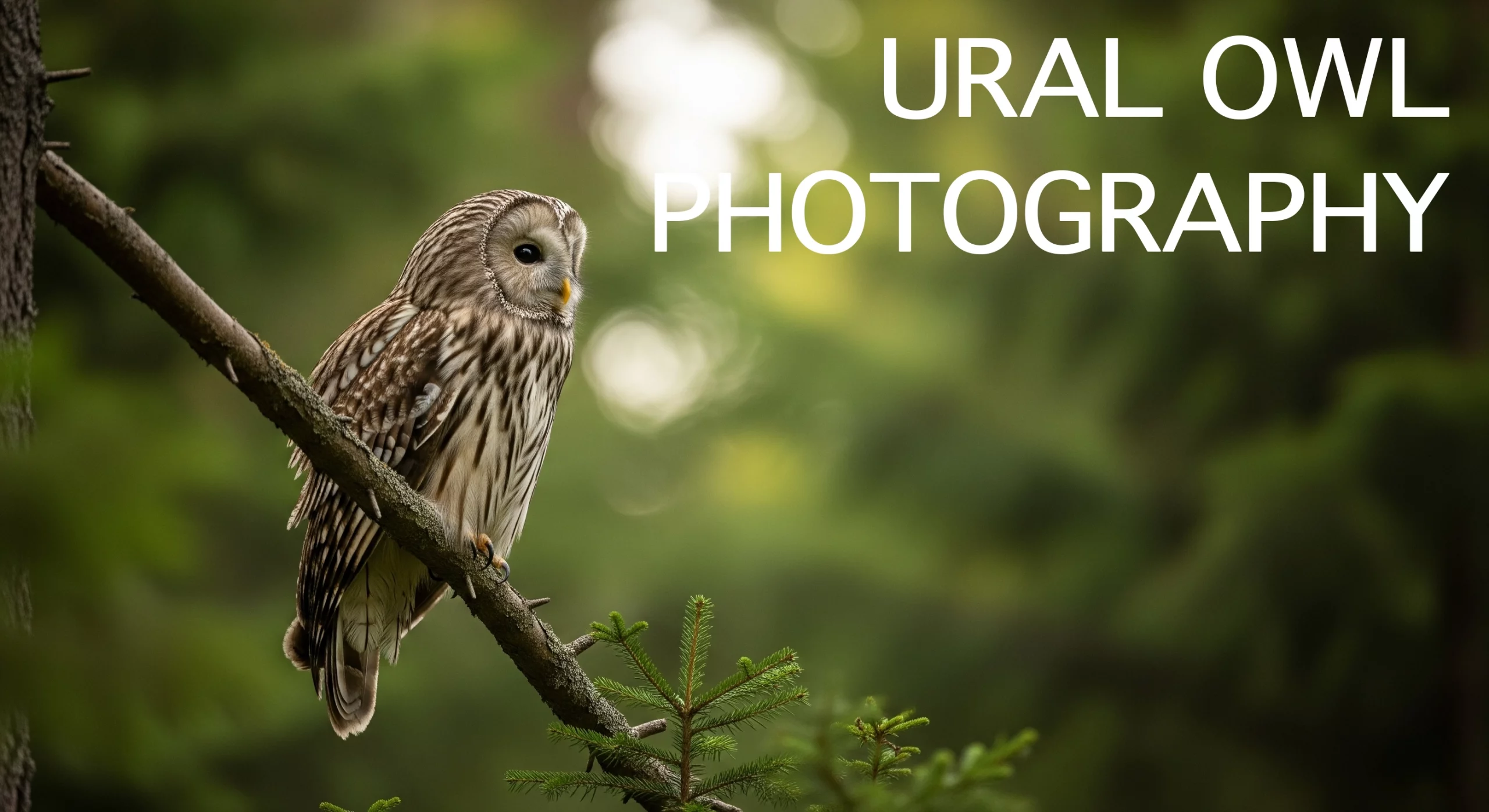 Ural Owl Photography: 5 Powerful Tips for Stunning Shots