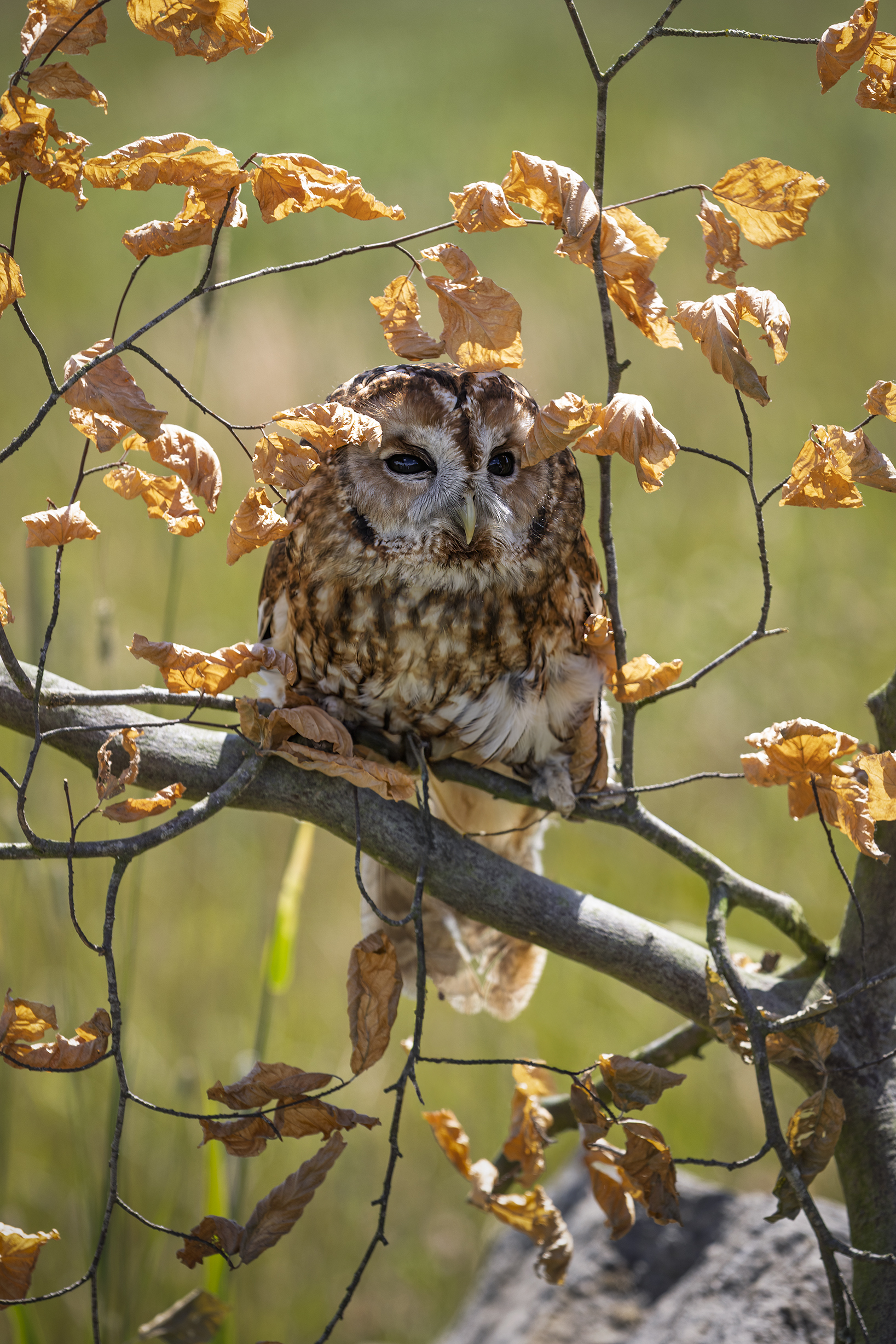 Tawny Owl Photography 