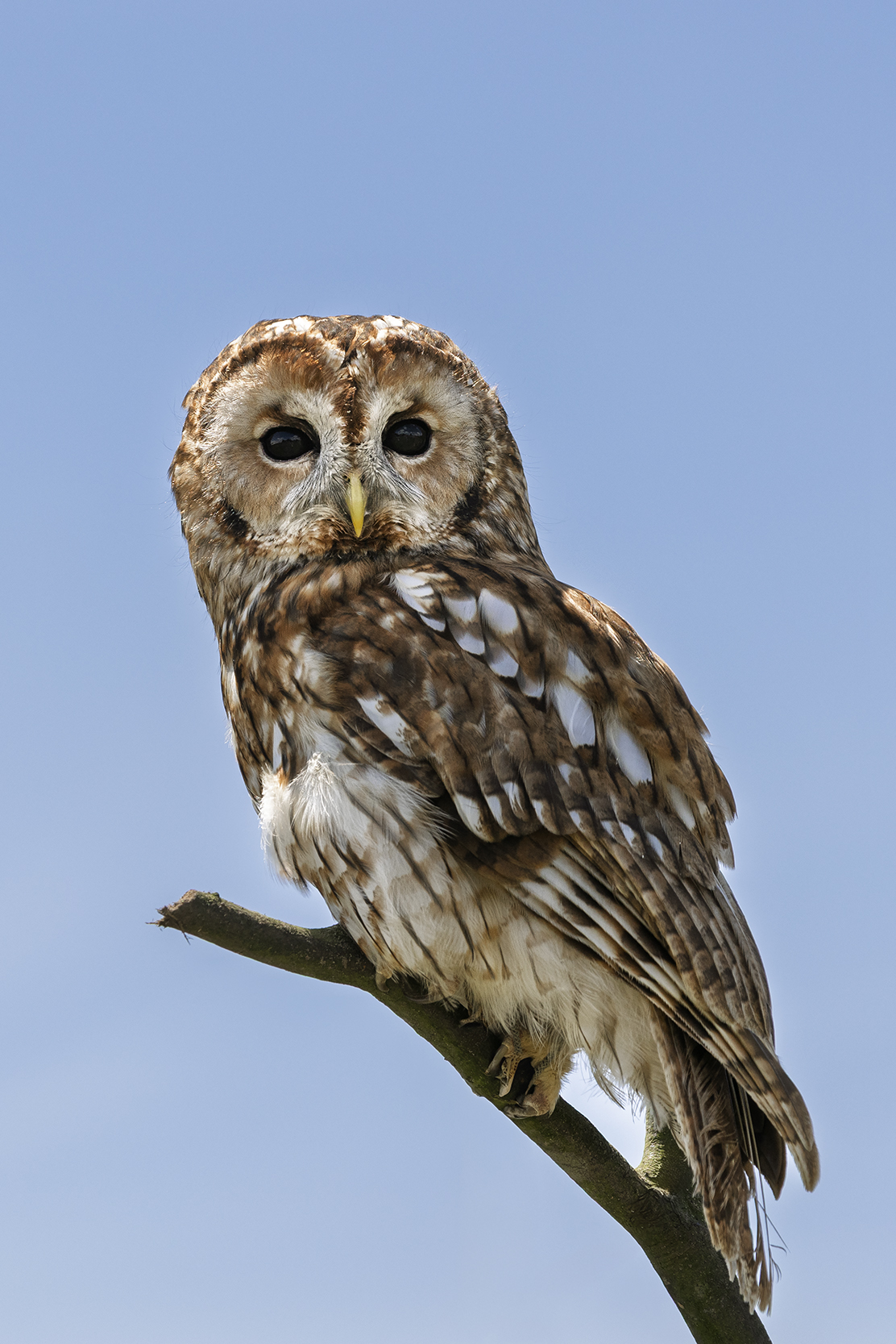 Tawny Owl Photography 