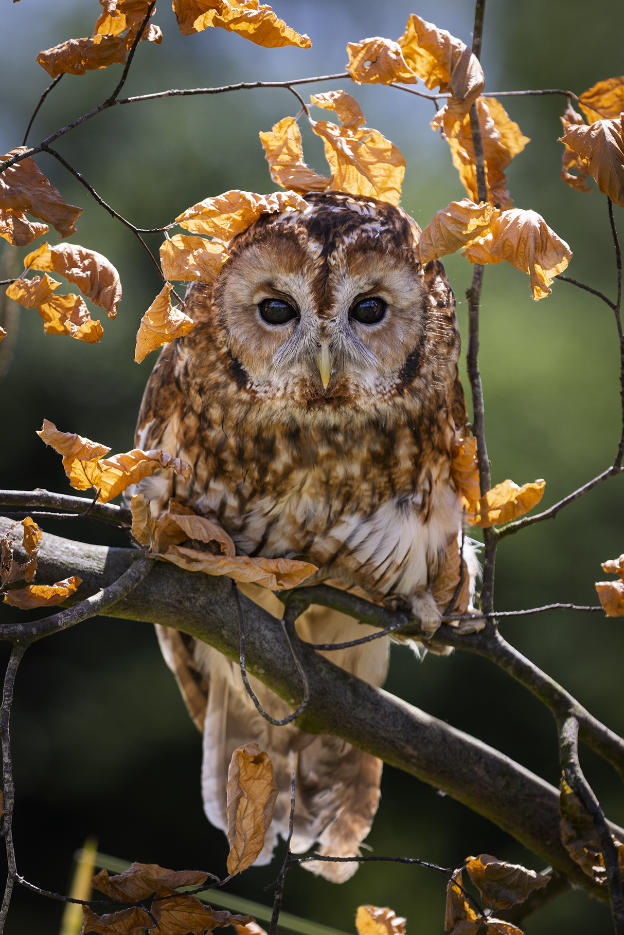 Tawny Owl Photography 