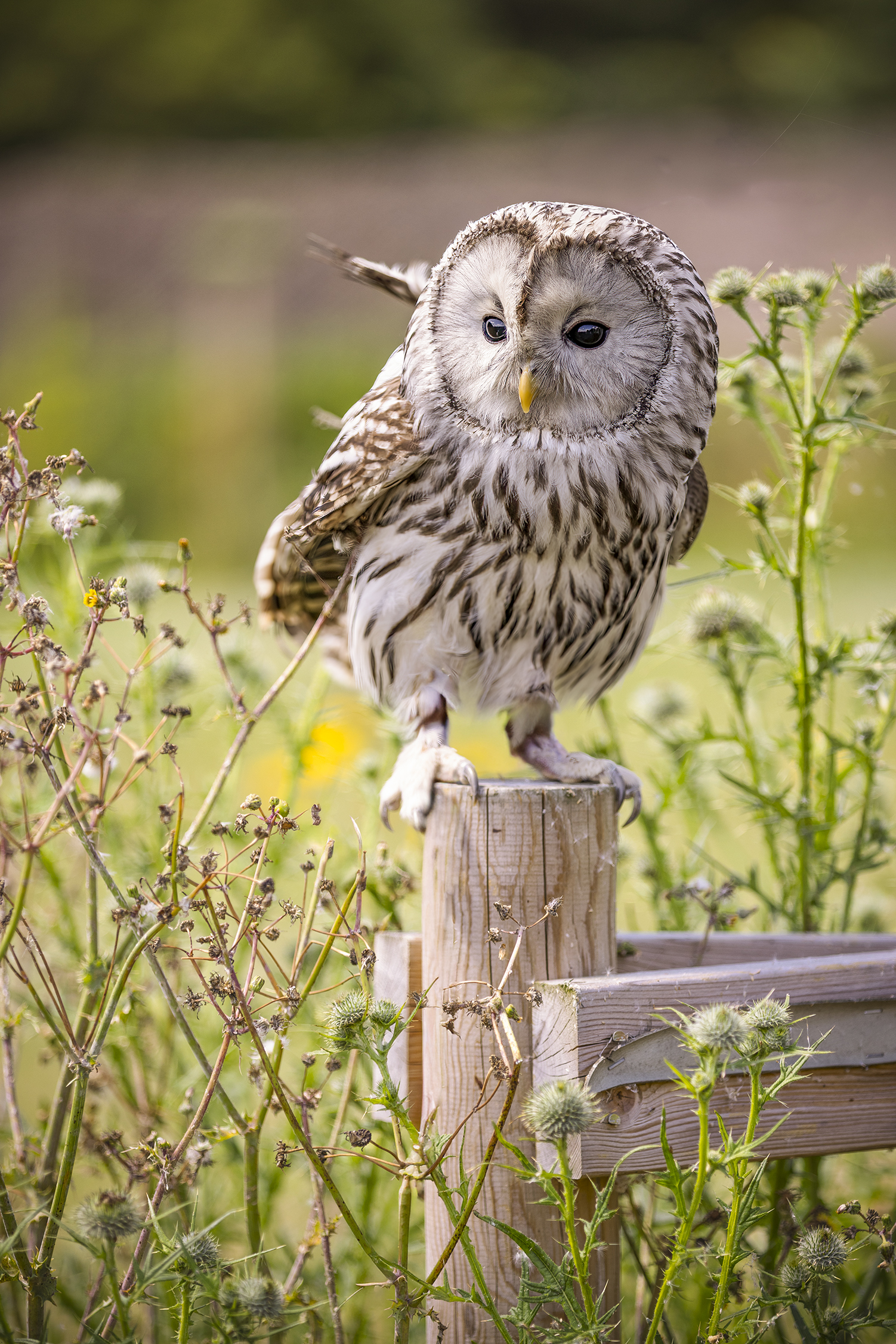 Ural Owl Photography