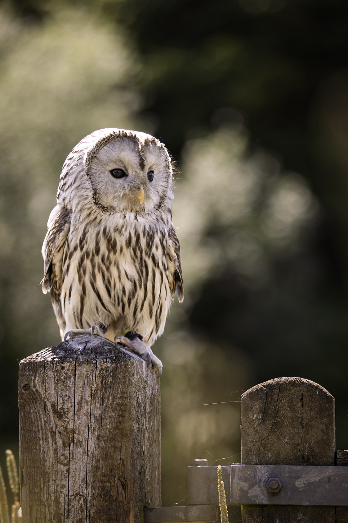 Ural Owl Photography