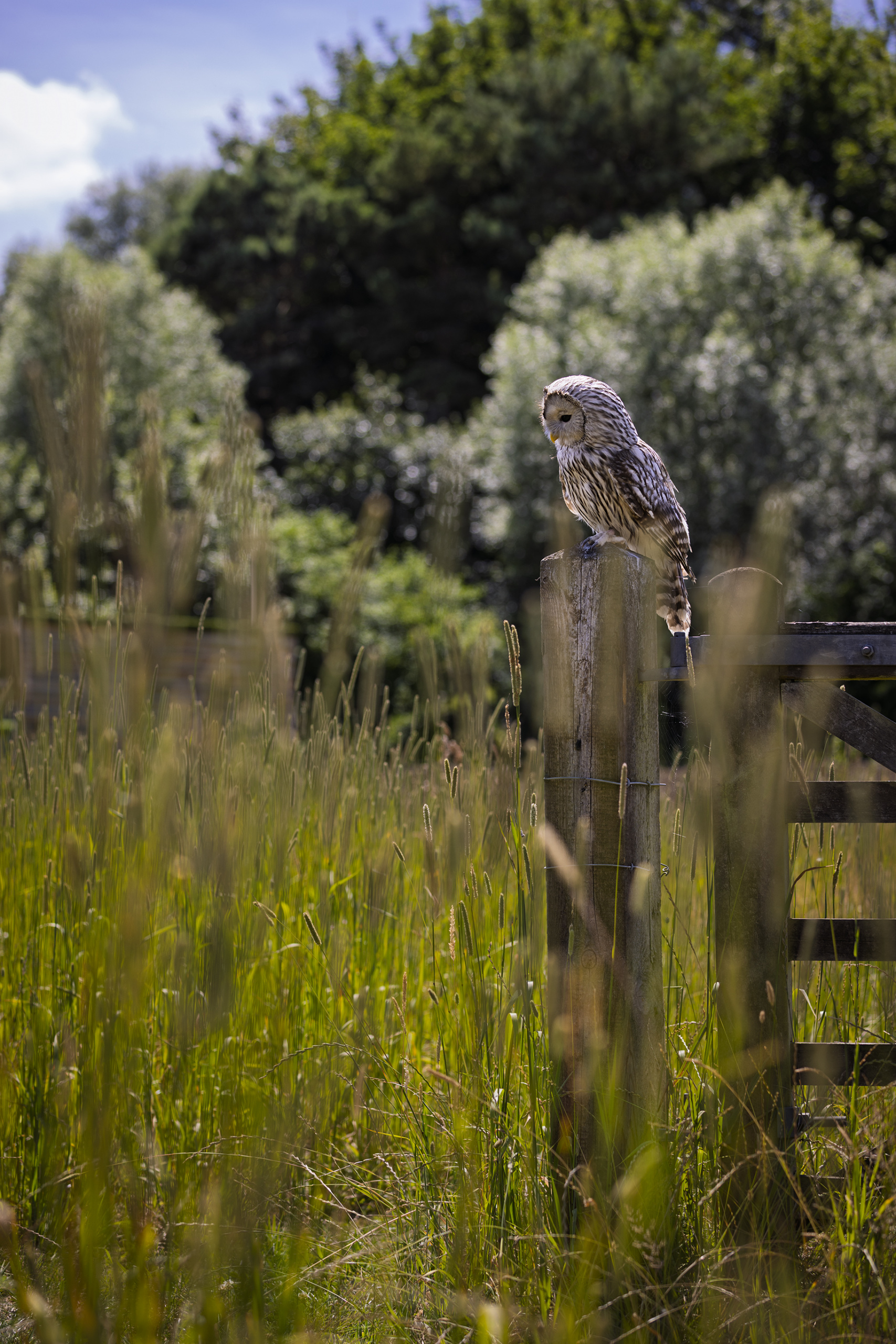 Ural Owl Photography