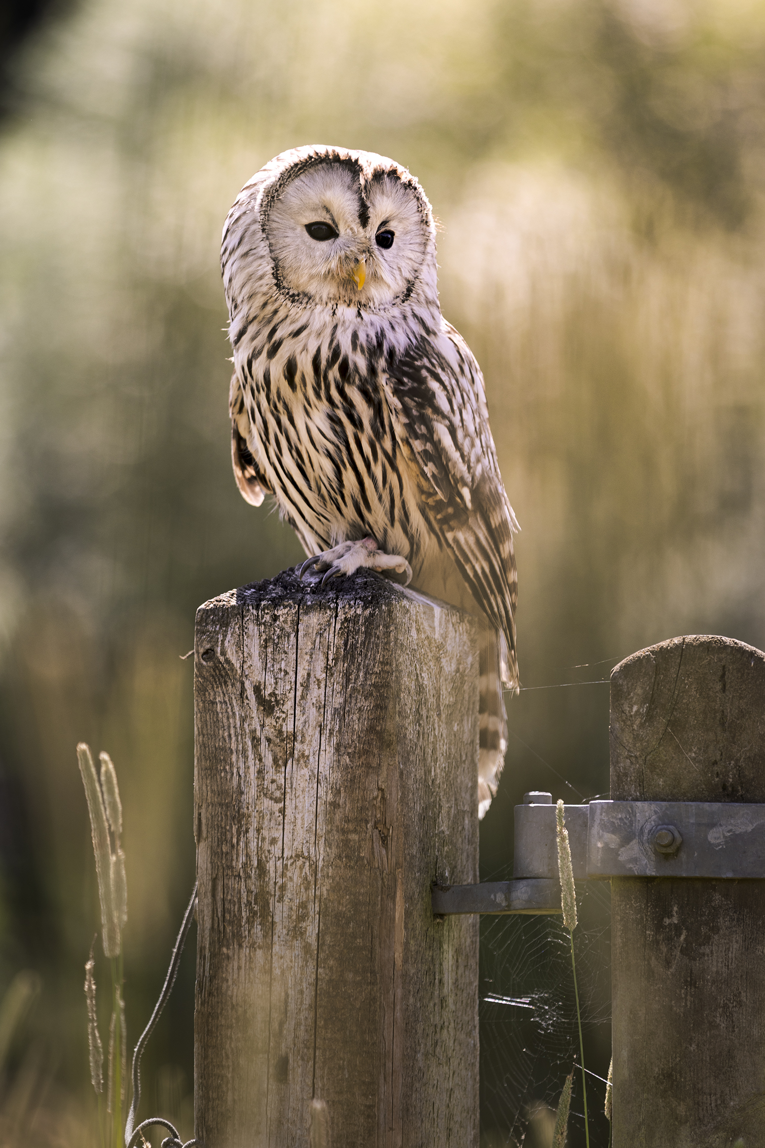 Ural Owl Photography