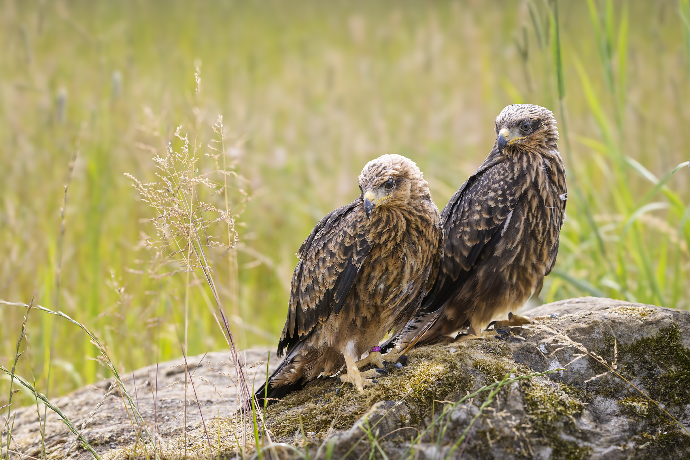 yellow-billed kite photography
