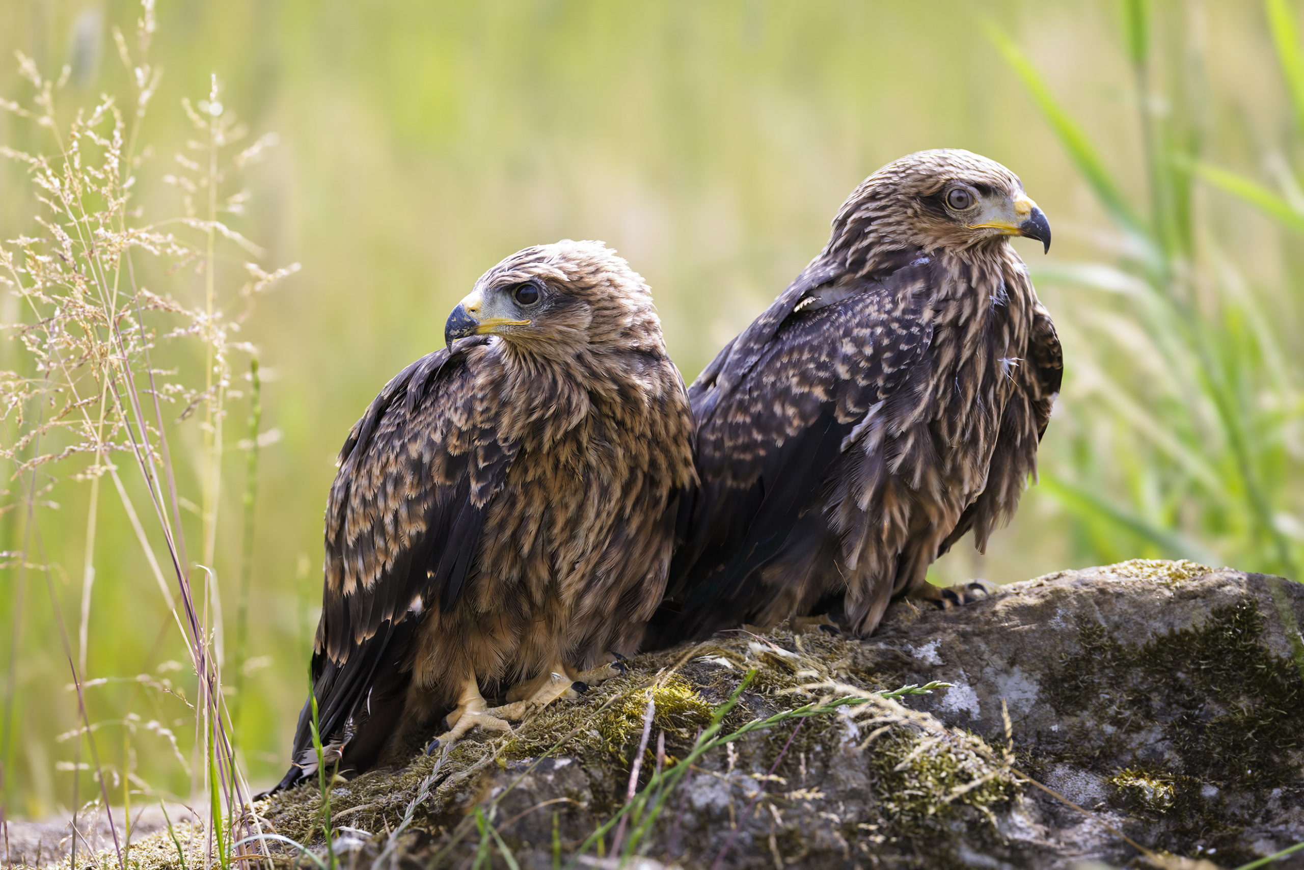 yellow-billed kite photography