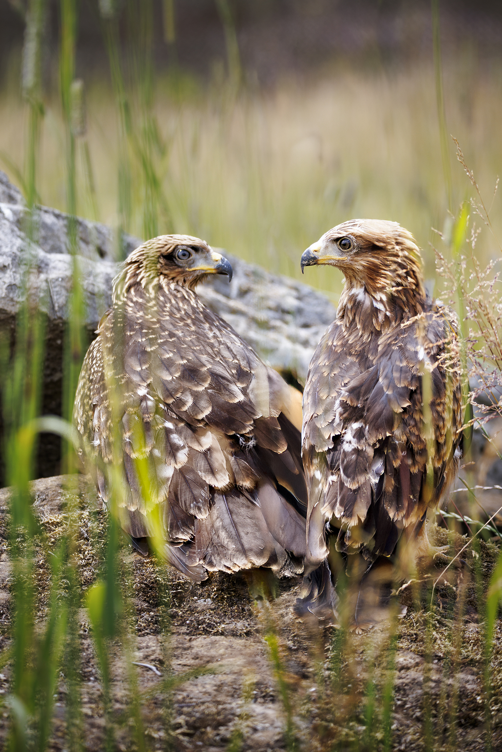yellow-billed kite photography