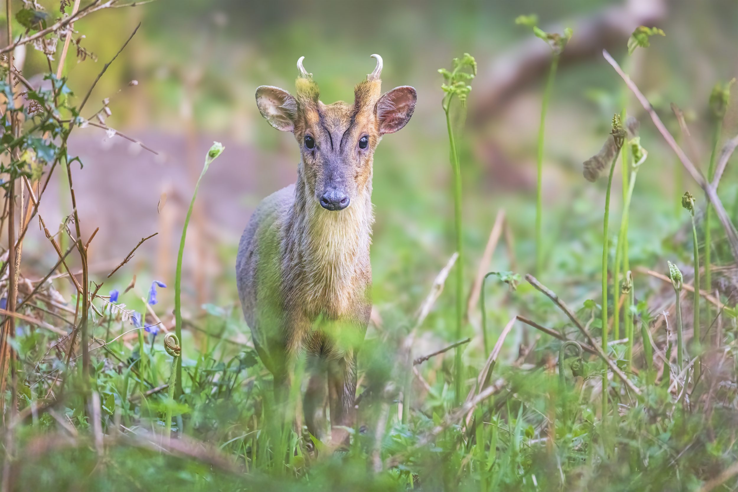 Wildlife Downloads