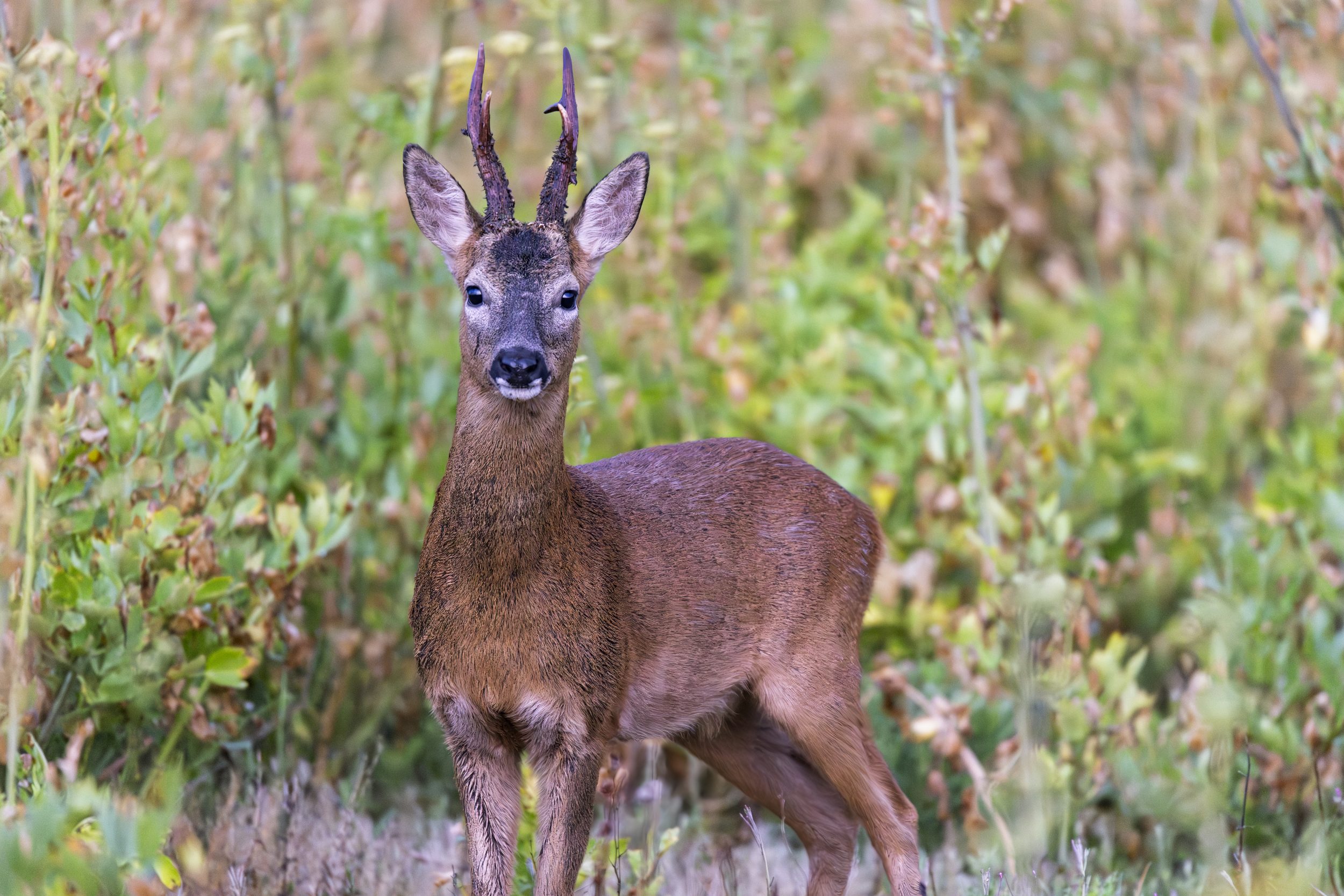 Wildlife Downloads