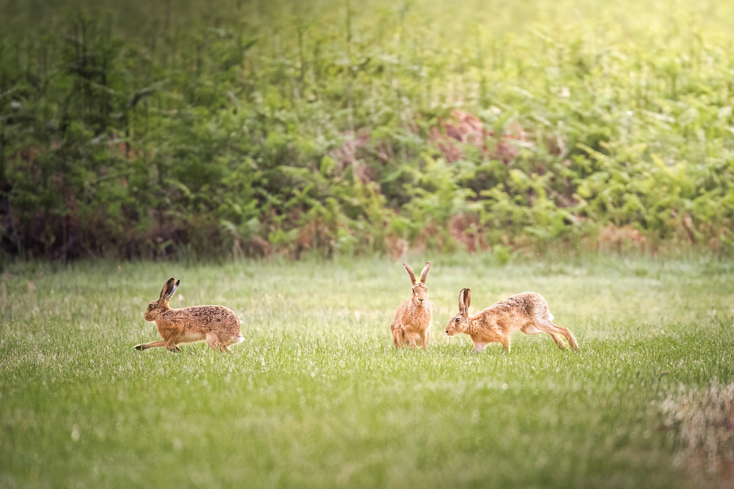 3 brown hares playing copy 2