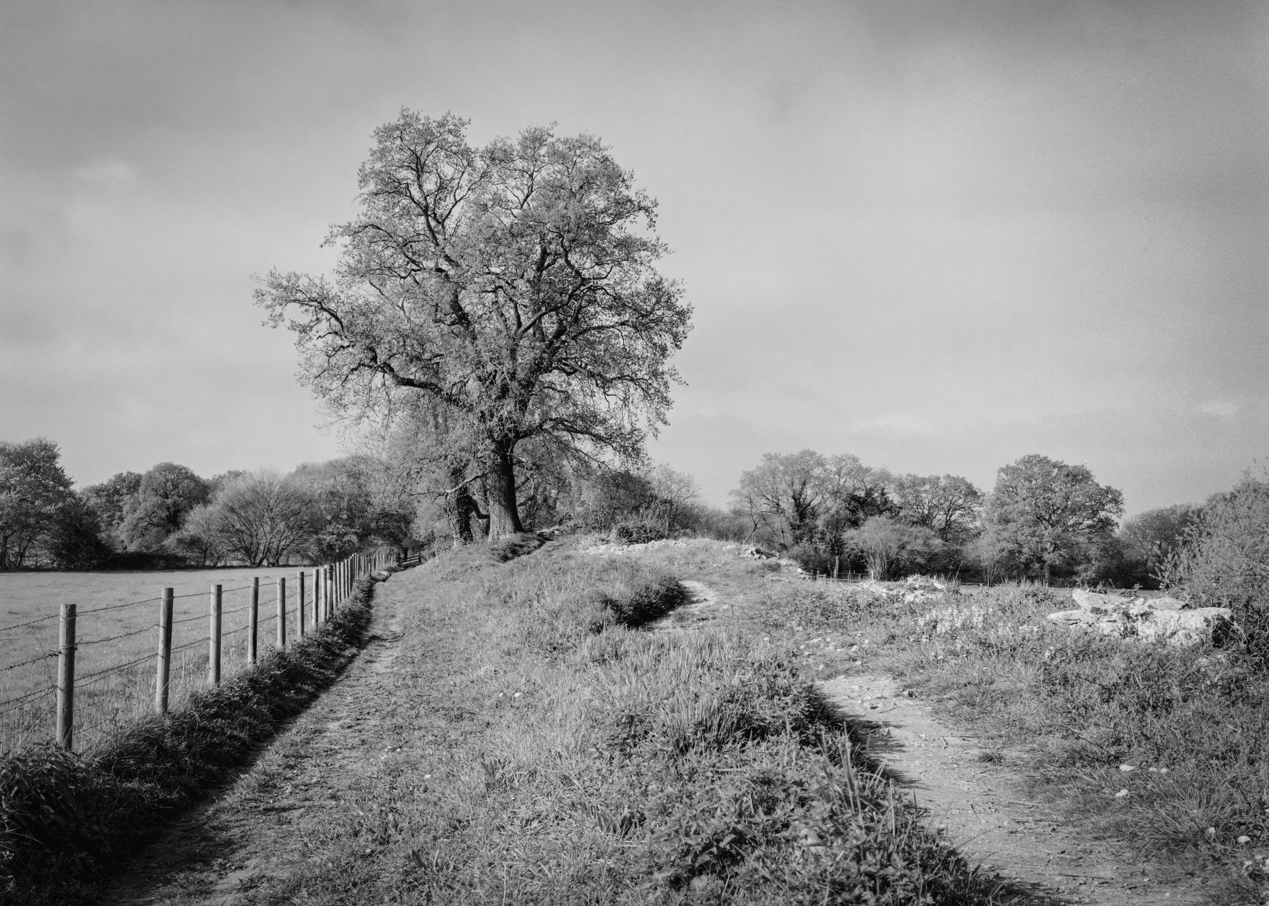 Black & White Film Downloads