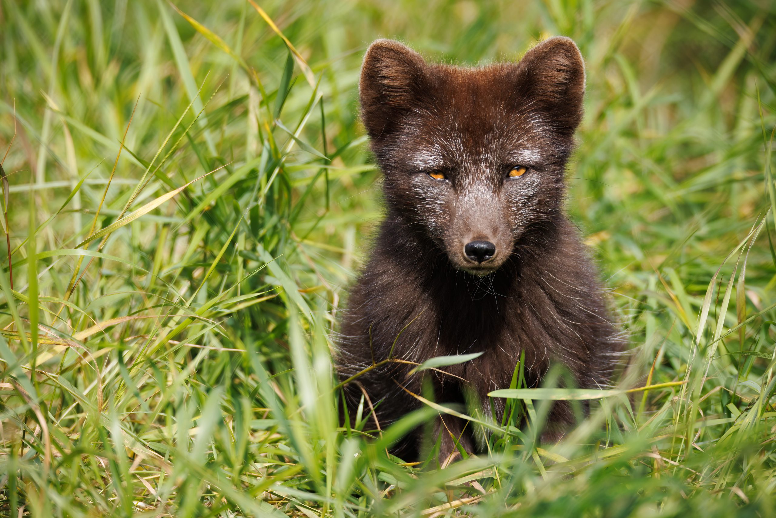 Arctic Fox Photographs Gallery showing Artic Fox Summer Coat