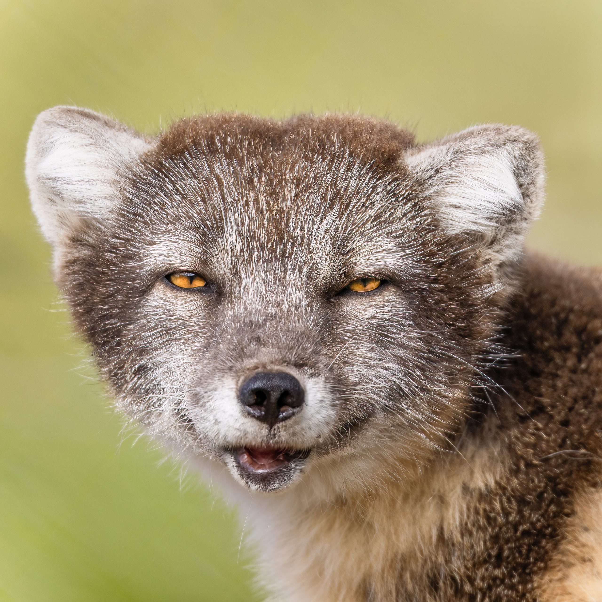 Arctic Fox Photographs Gallery showing Artic Fox in Long Grass