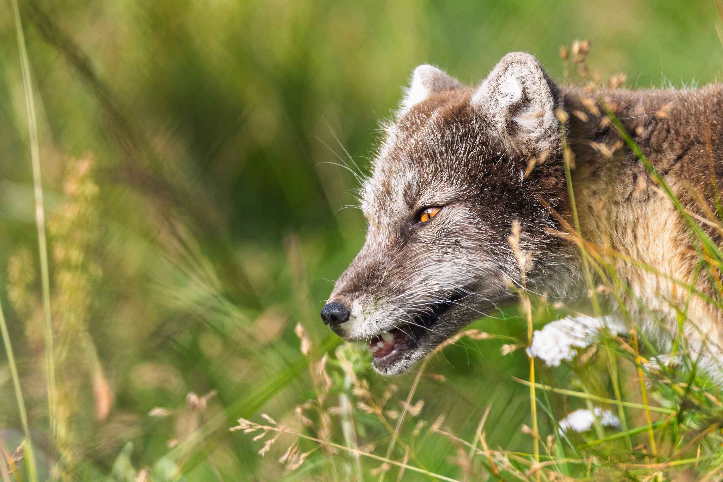 Wildlife Downloads