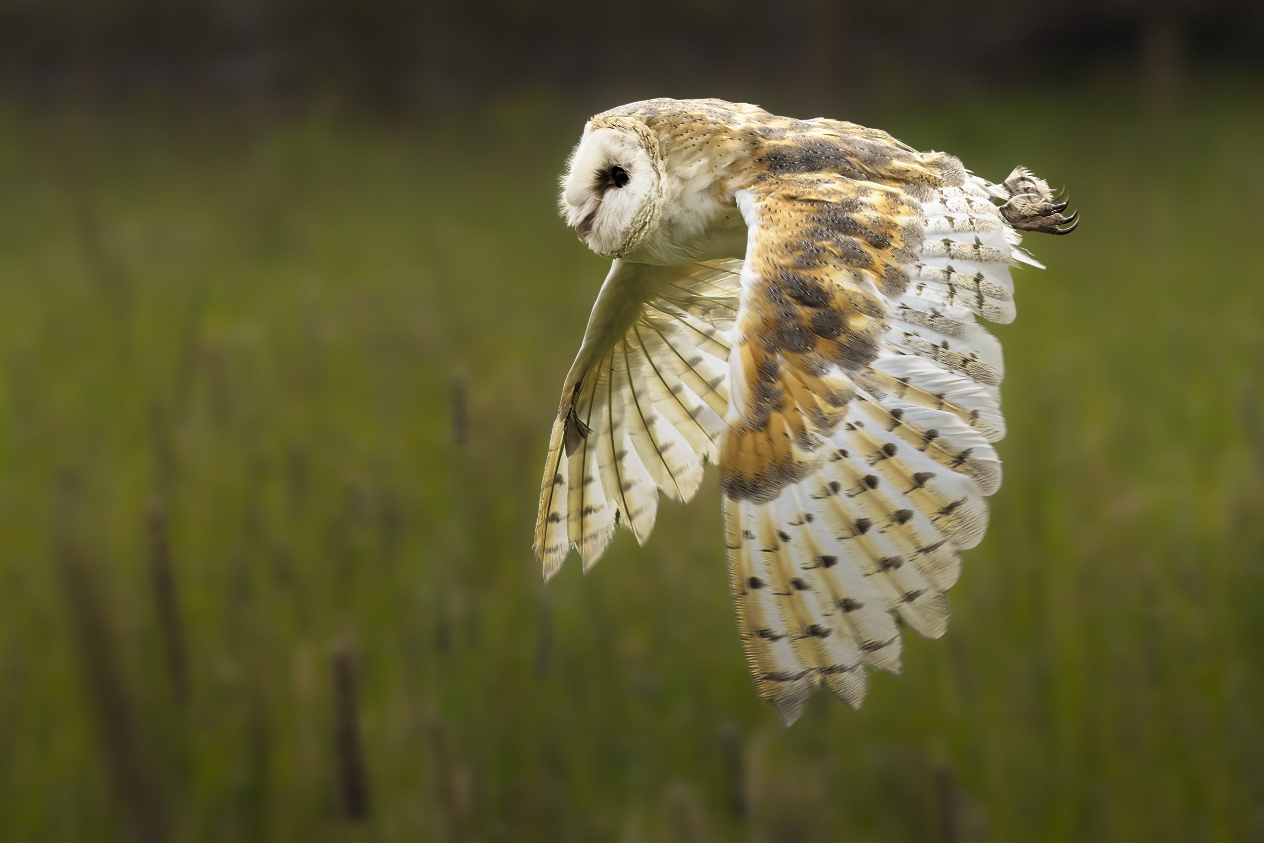 barn owl