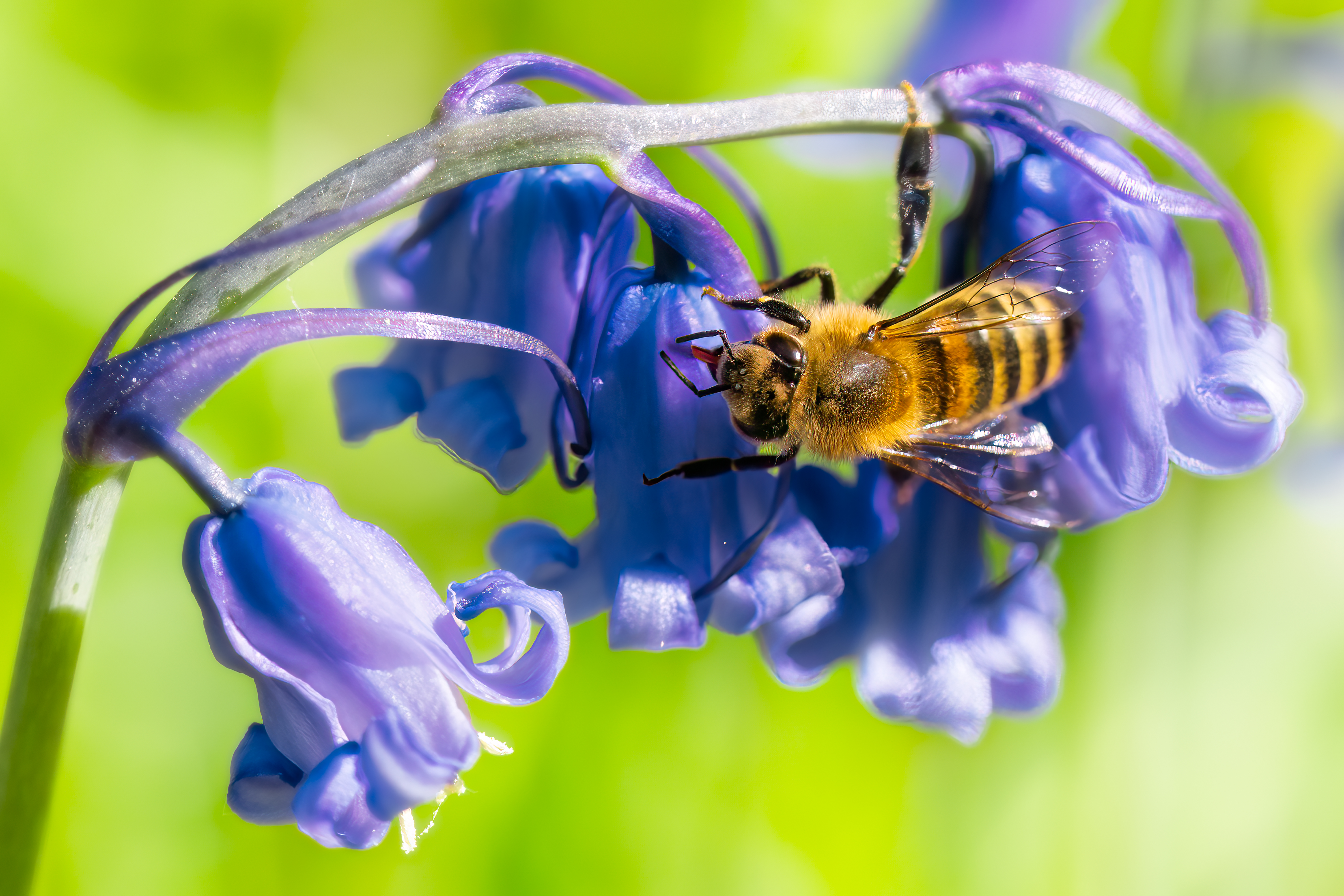 bluebell and bee 2