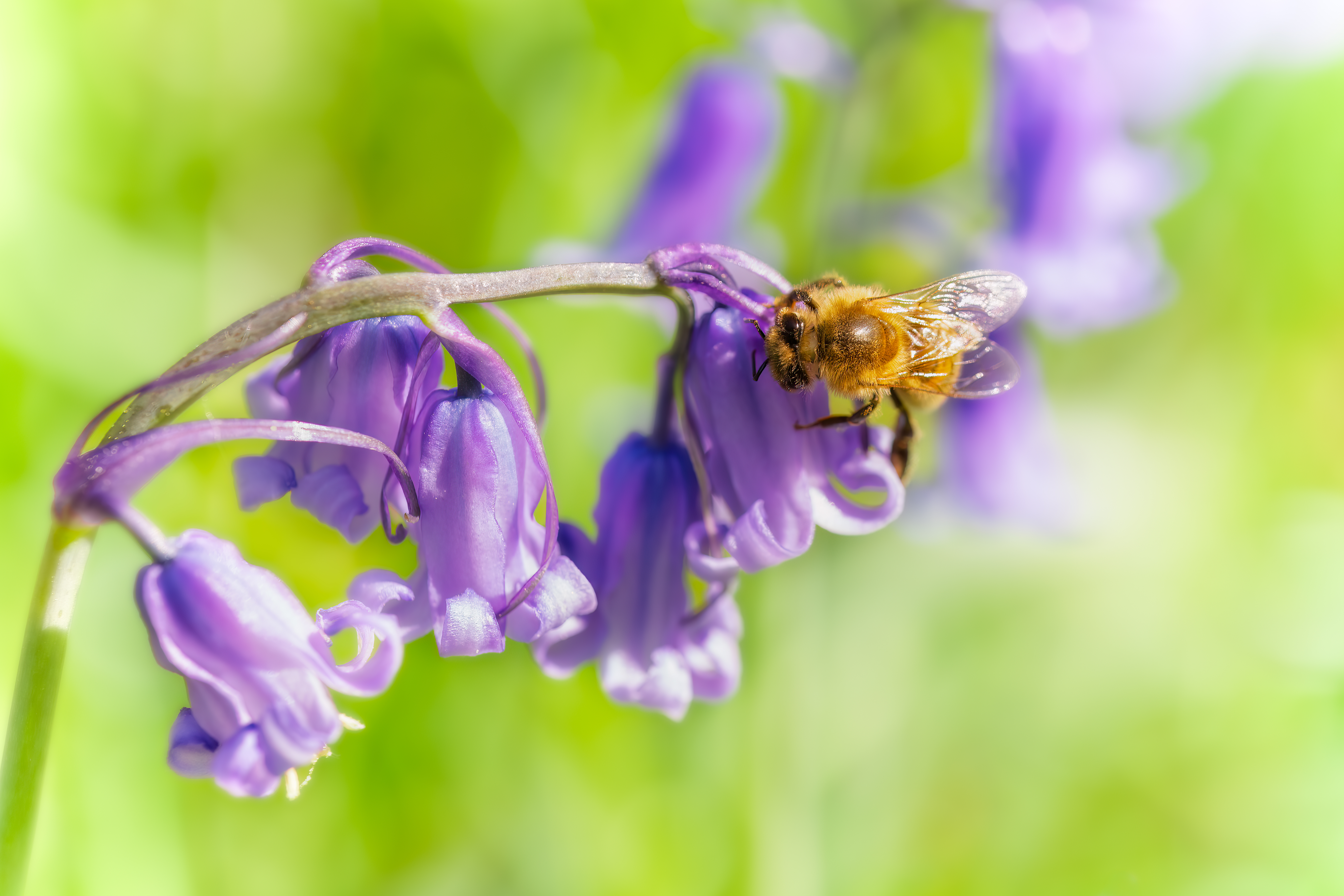 bluebell and bee