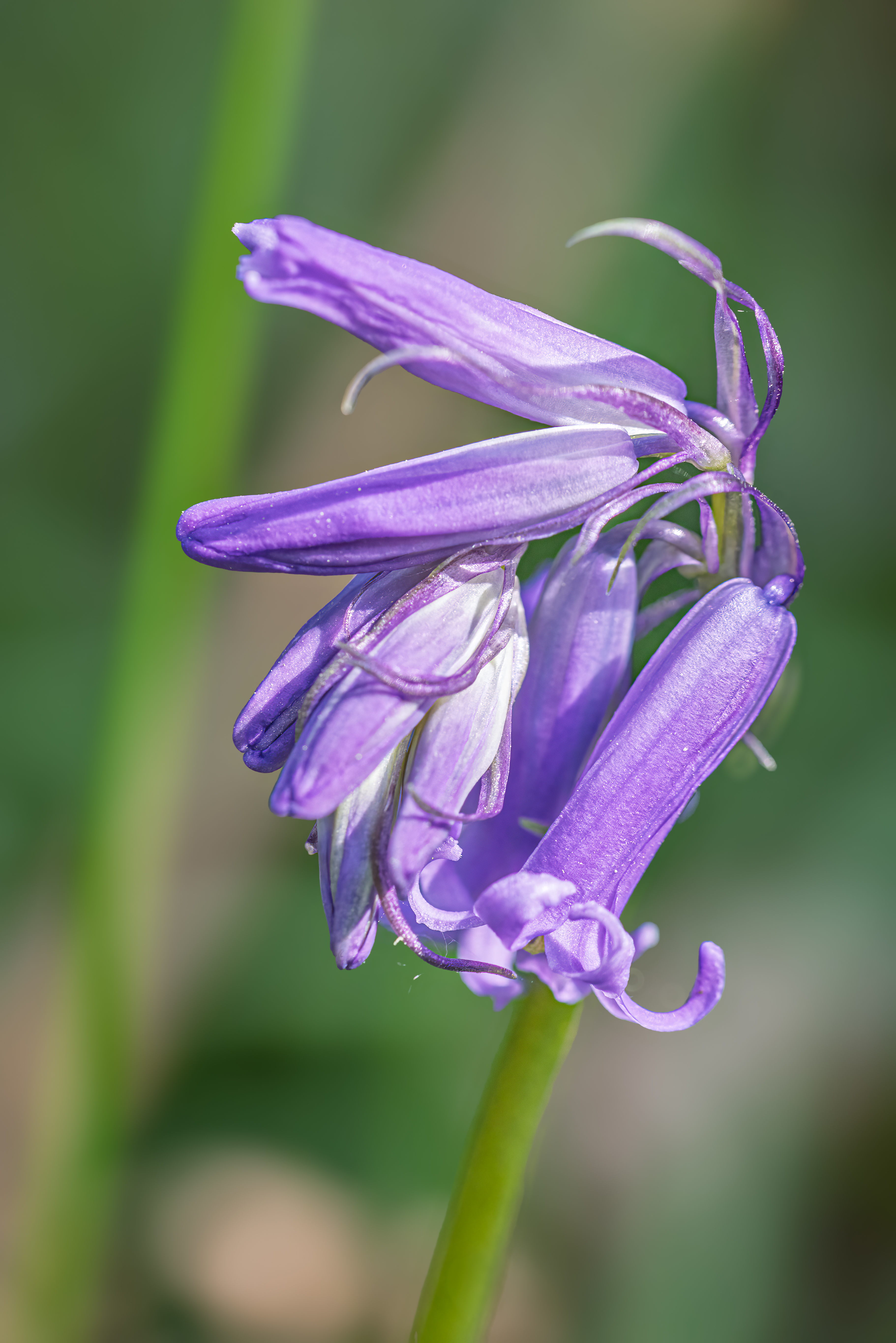 bluebell
