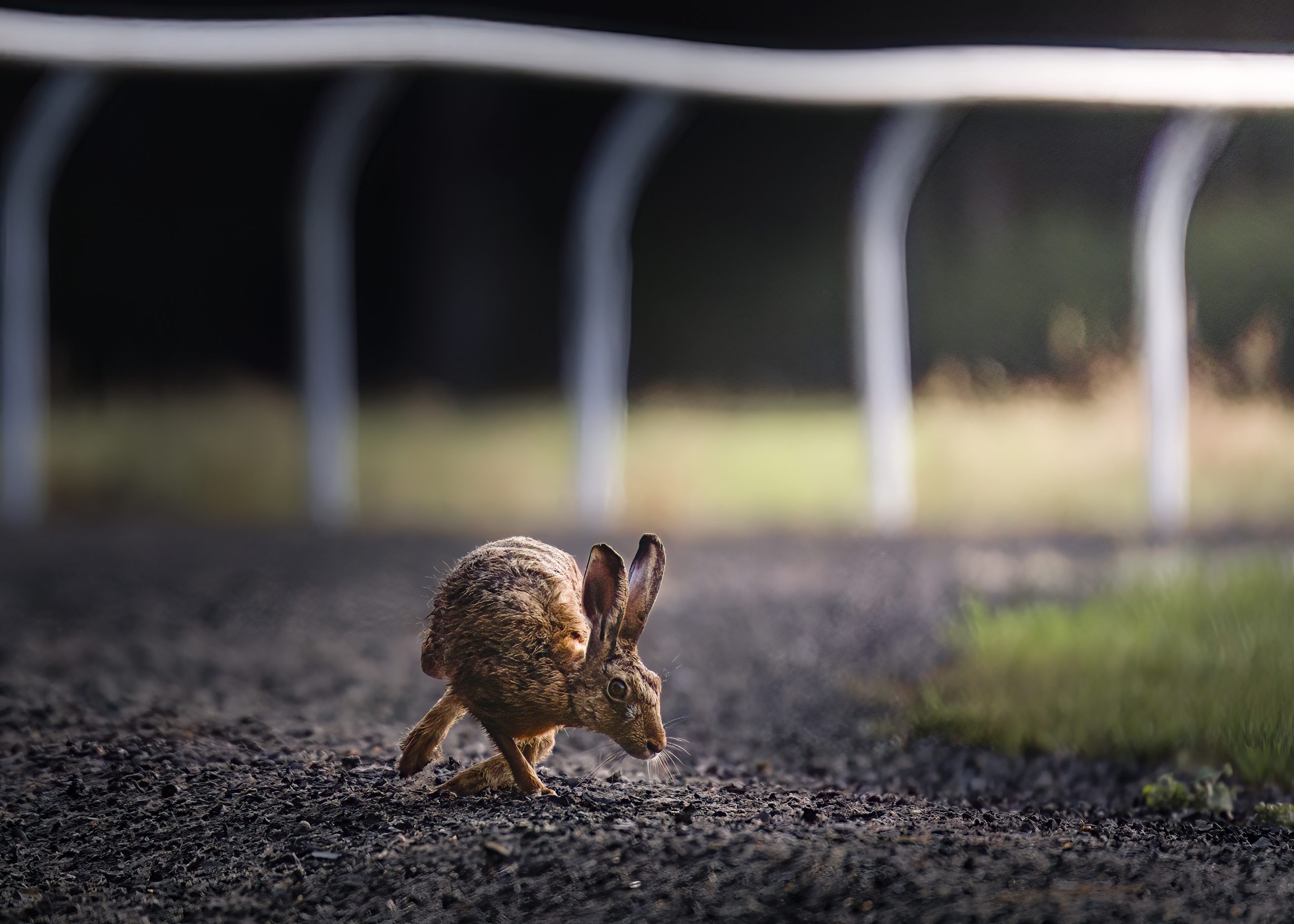 brown hare turn and run