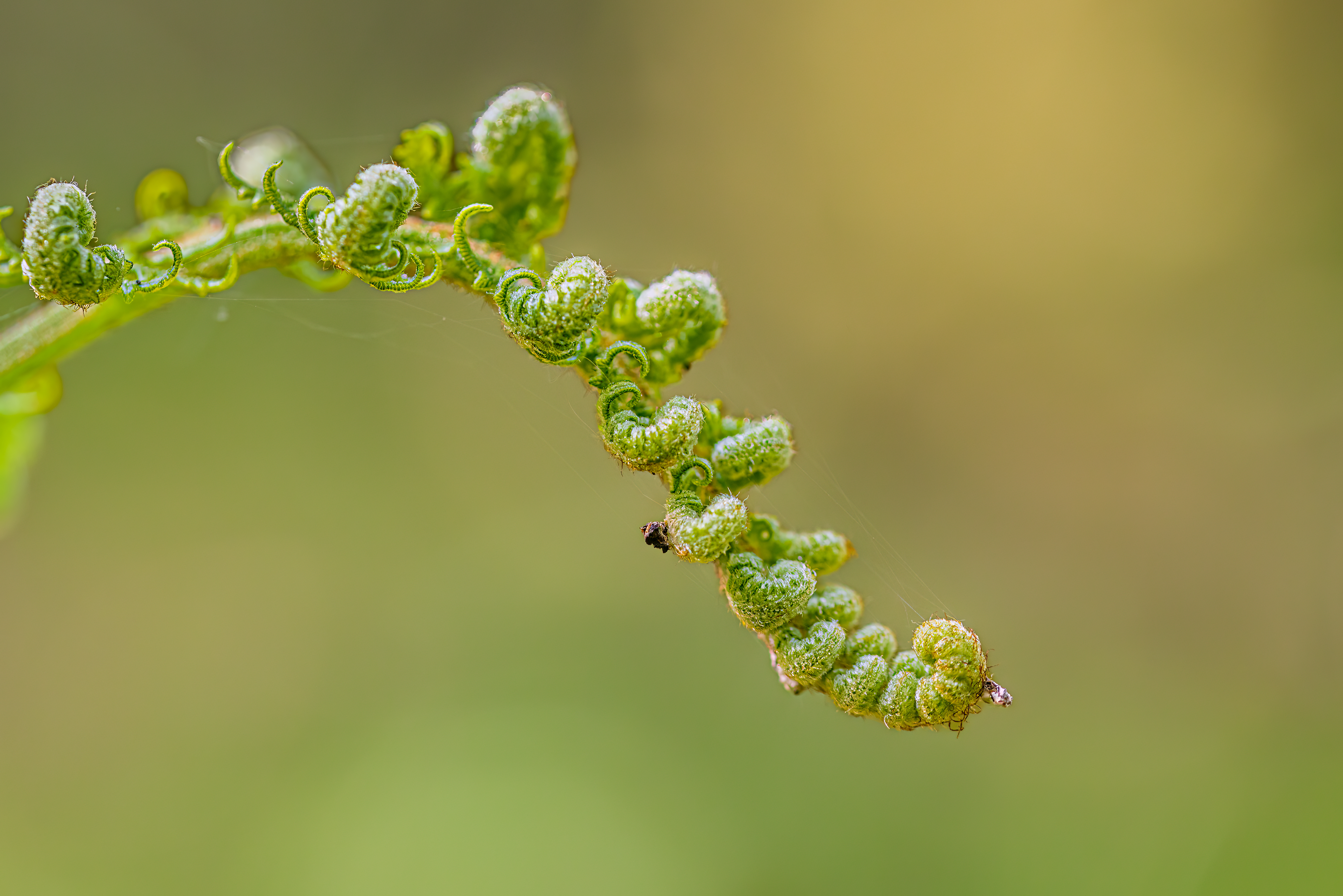fern 2