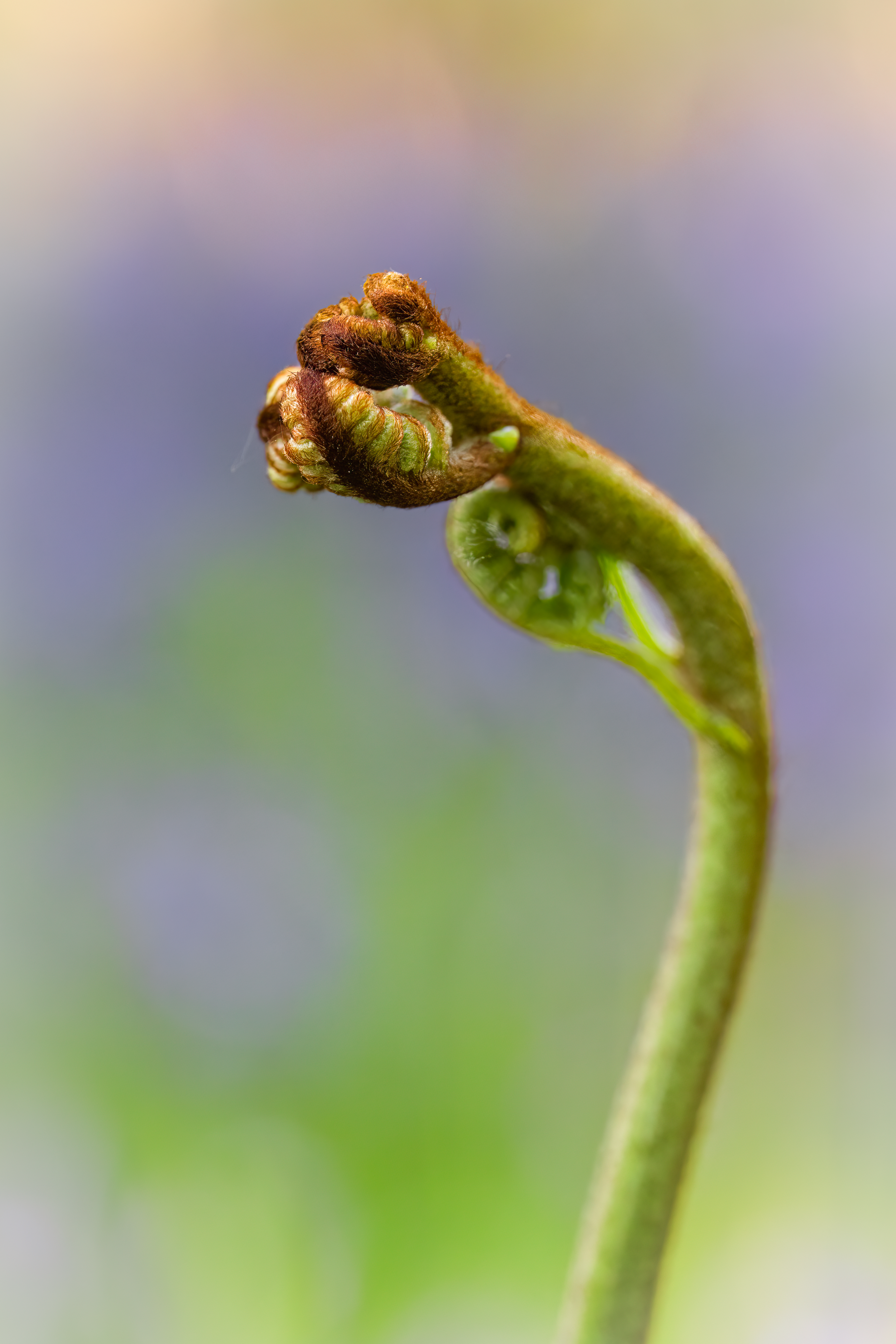 fern